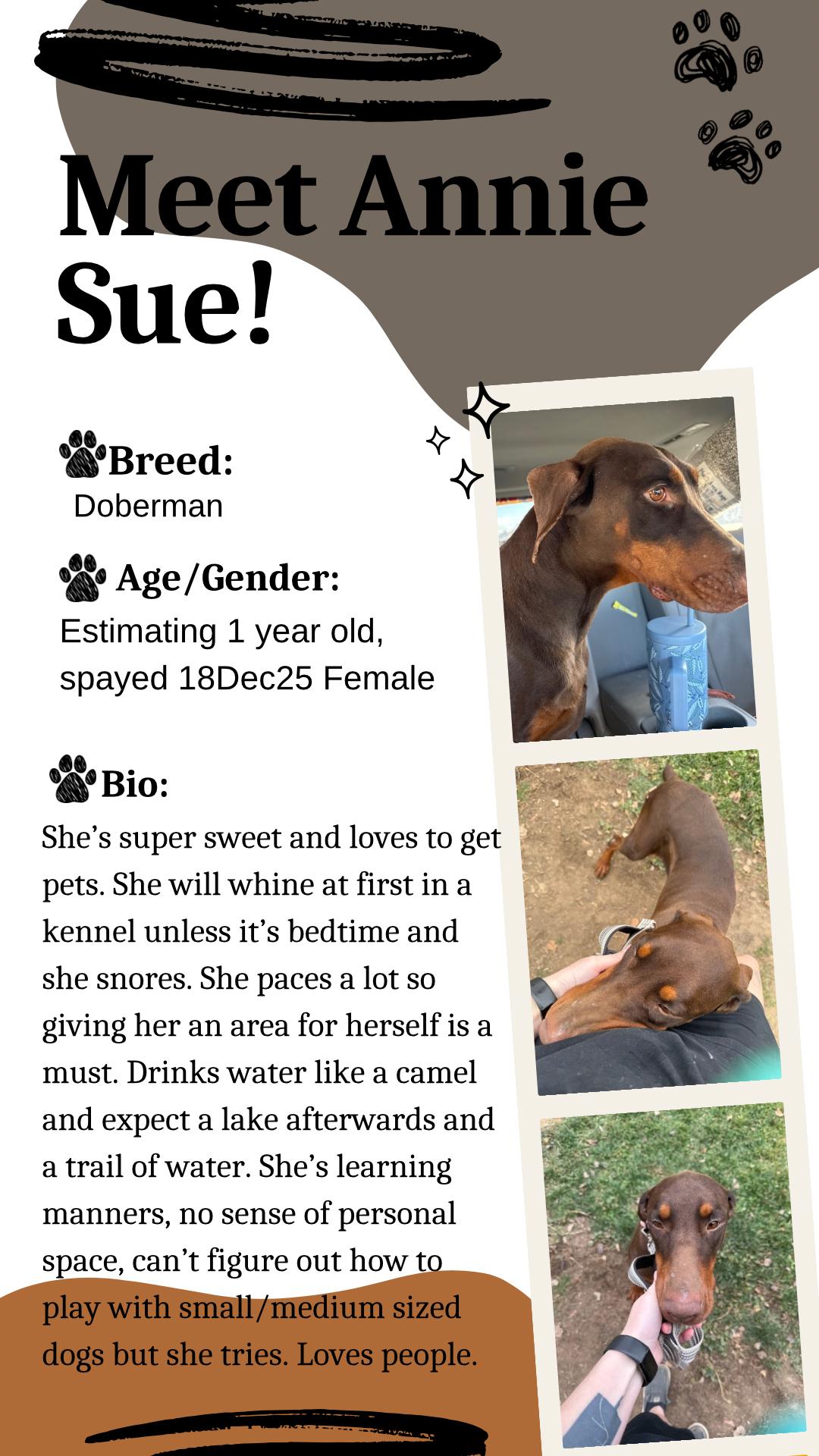 Annie Sue, adopted, Adult Female Doberman Pinscher.