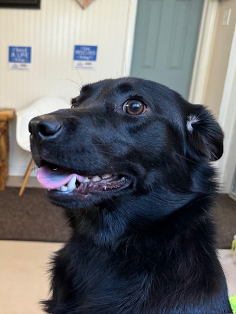 Jamee, Adoptable, Young Female Black Labrador Retriever & Cocker Spaniel.