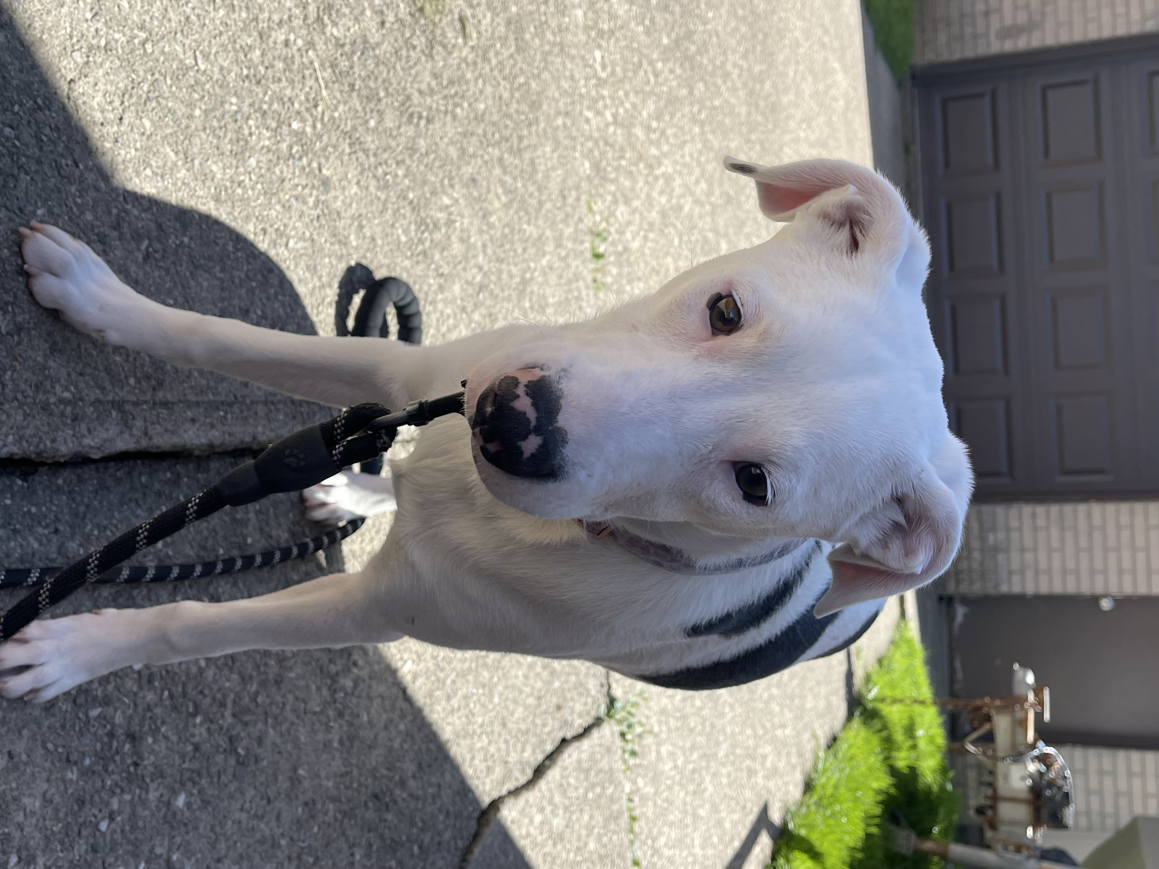 Kali