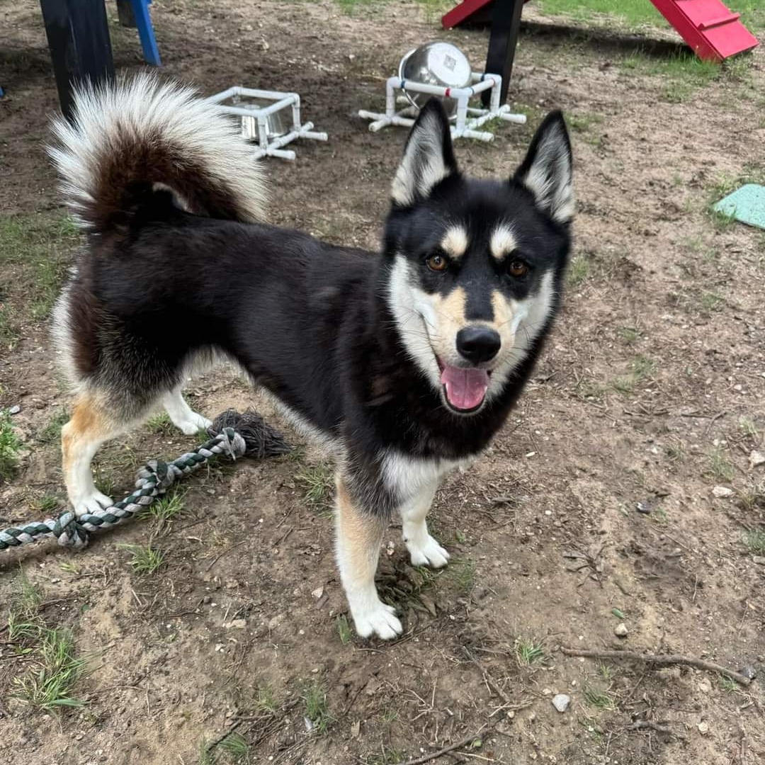 Mocha, adoptable, Adult Female Husky.
