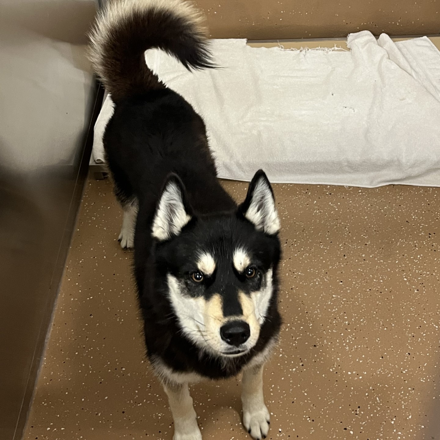 Enlarge Mocha, an adoptable Husky in Allen, TX image 3/3