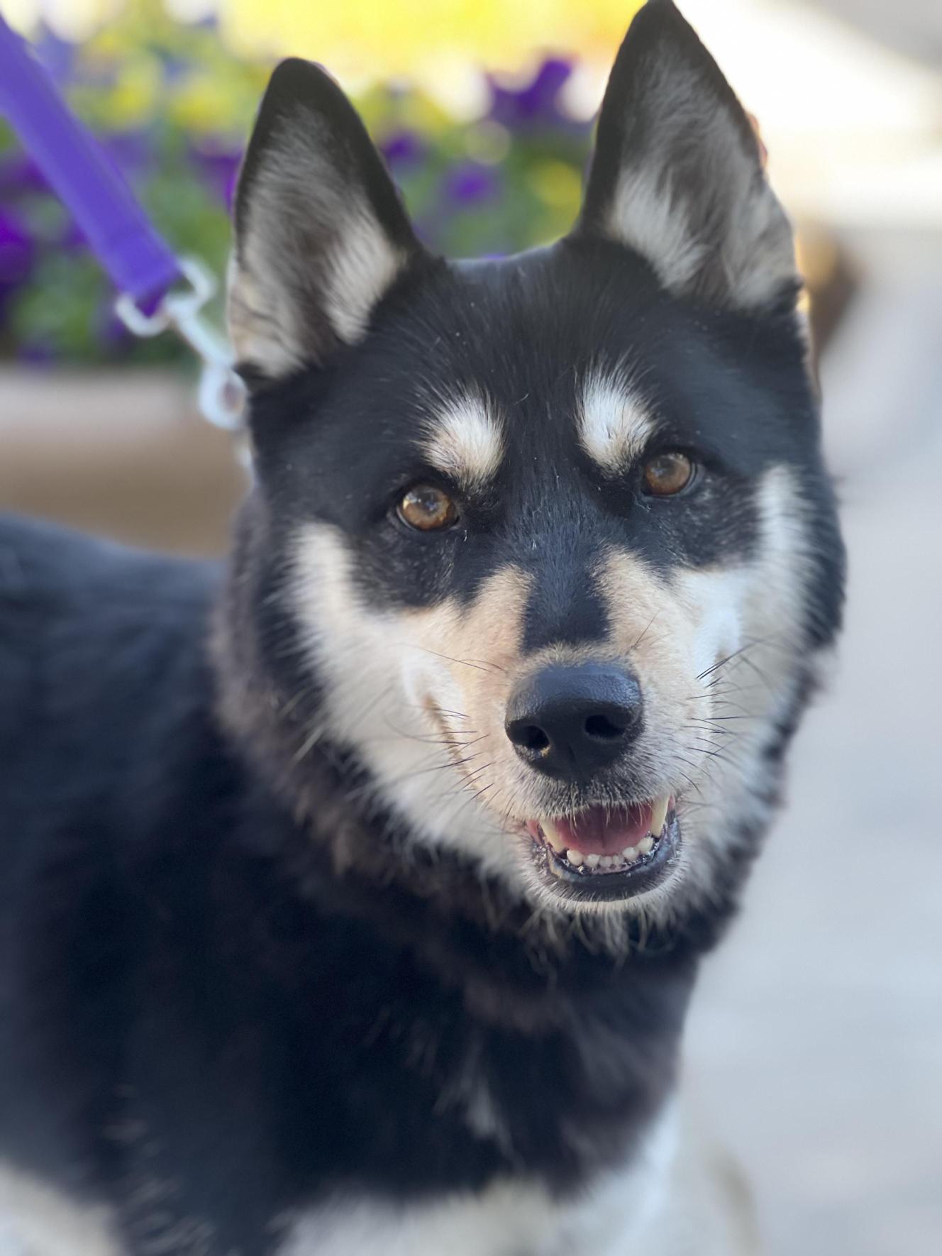 Enlarge Mocha, an adoptable Husky in Allen, TX image 4/6