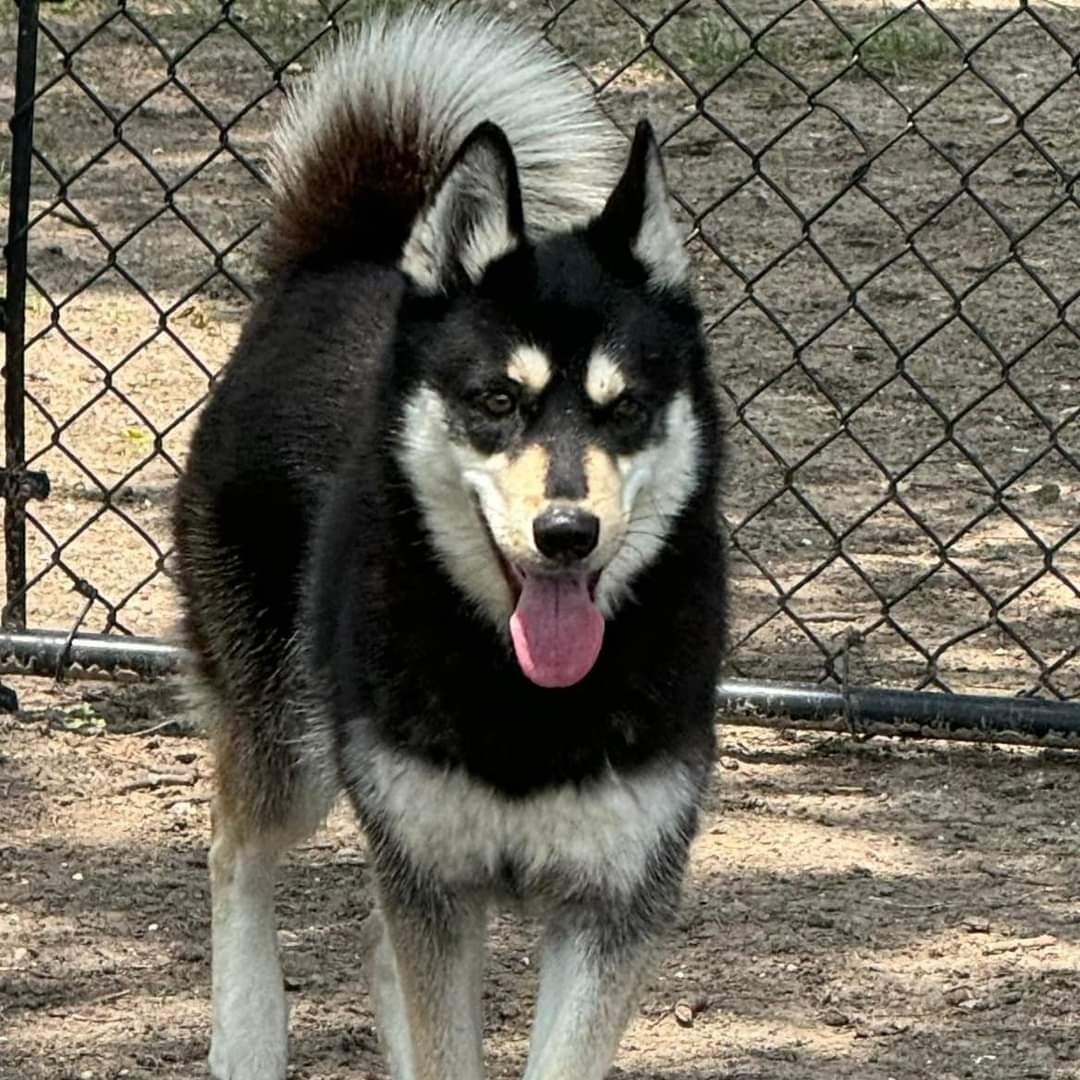 Enlarge Mocha, an adoptable Husky in Allen, TX image 2/3