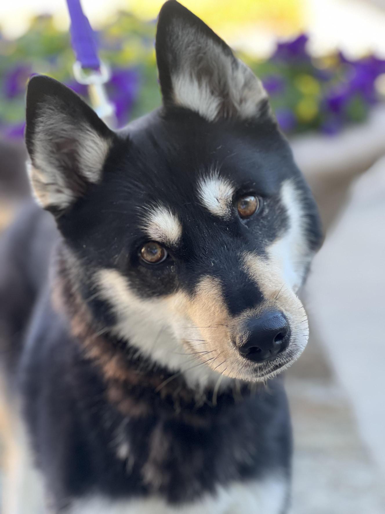 Mocha, adoptable, Adult Female Husky.