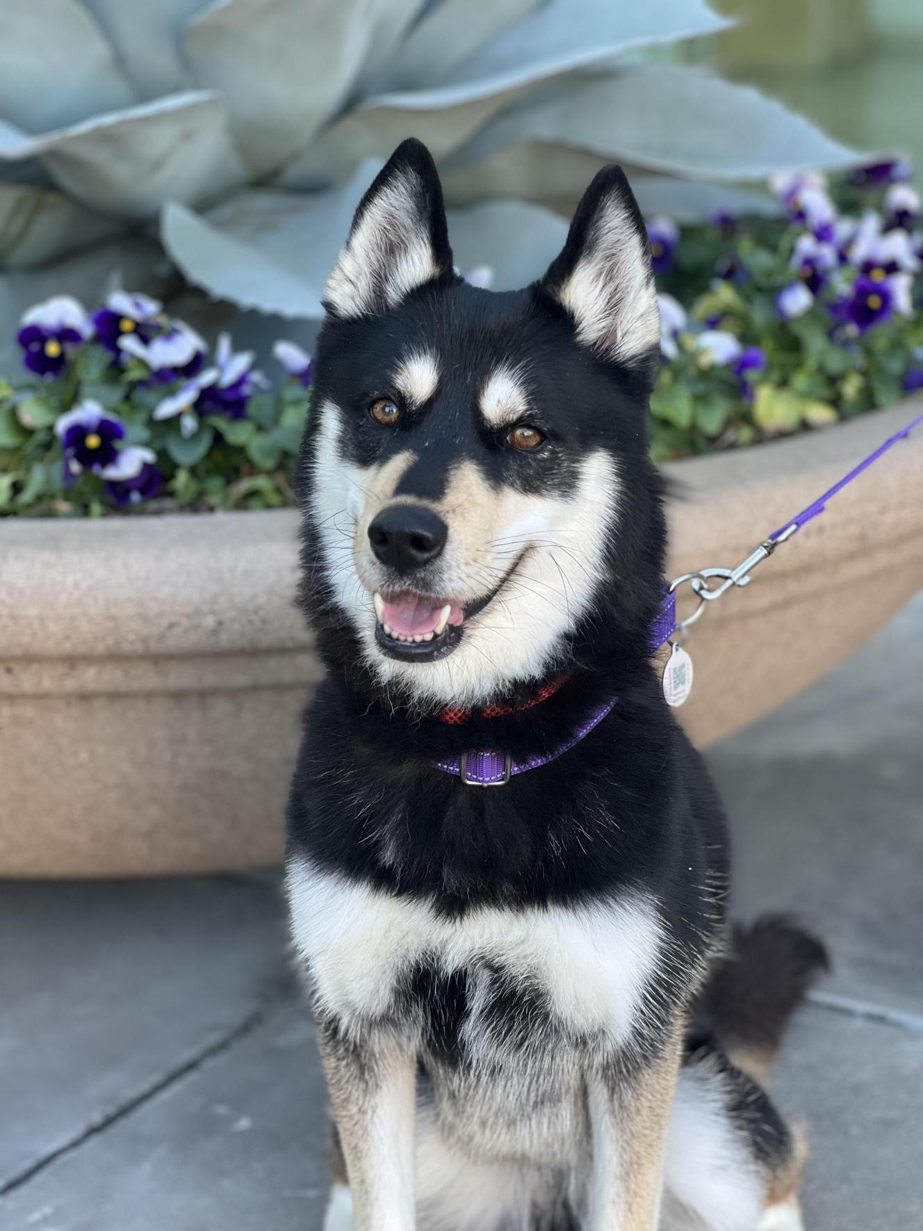 Enlarge Mocha, an adoptable Husky in Allen, TX image 3/6