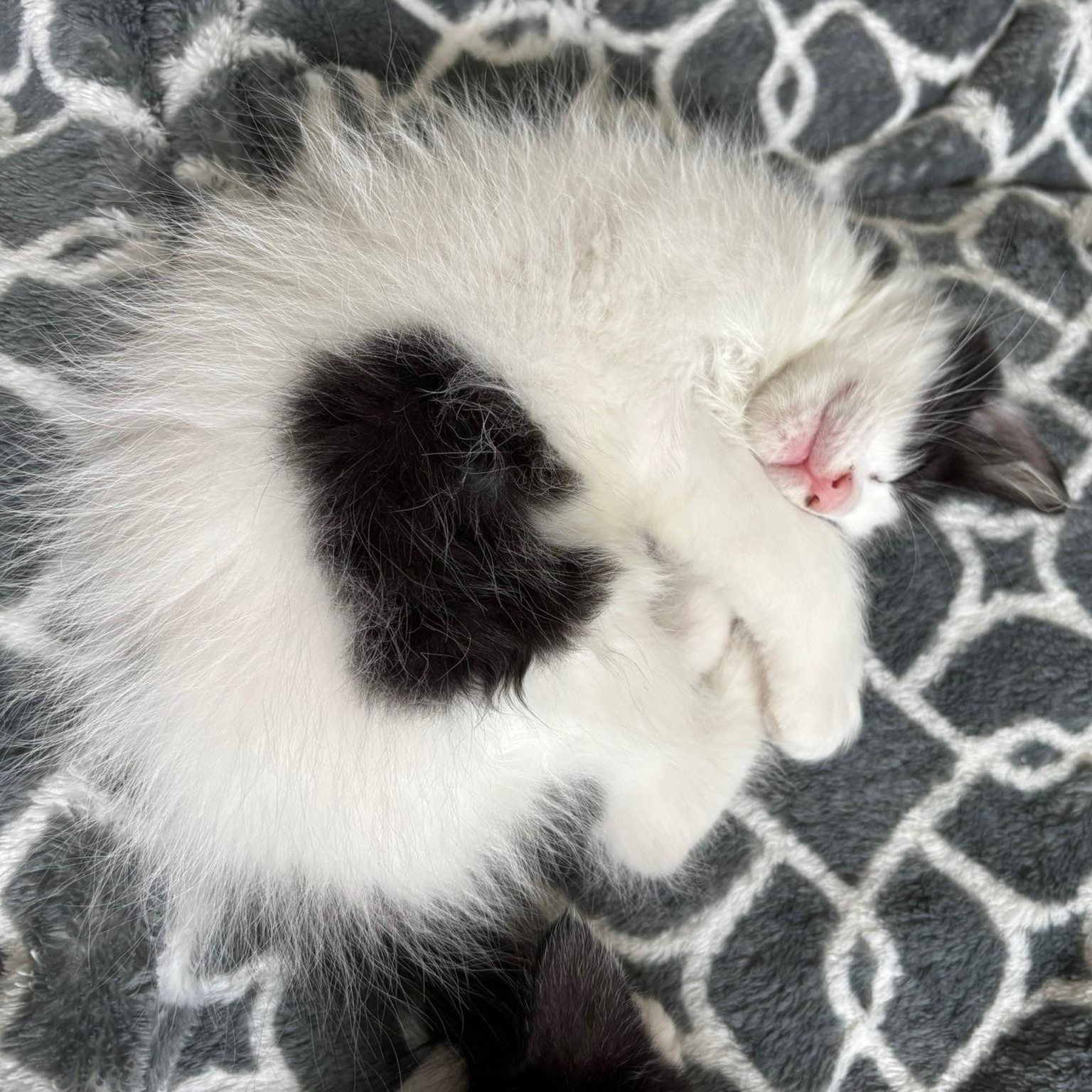 Humboldt Fog, a Adoptable Domestic Medium Hair in San Francisco, CA image 3/5