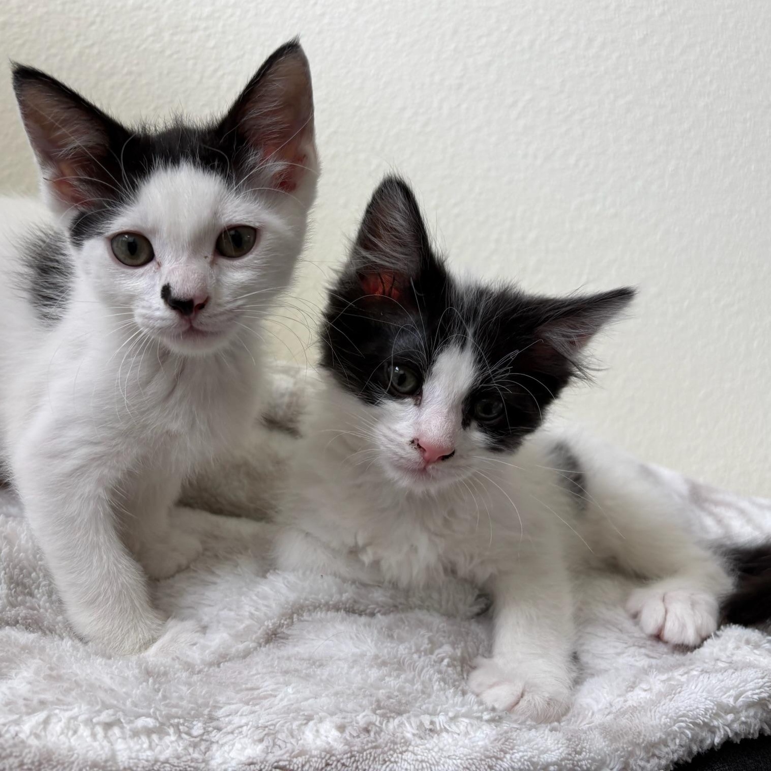 Humboldt Fog, a Adoptable Domestic Medium Hair in San Francisco, CA image 2/5