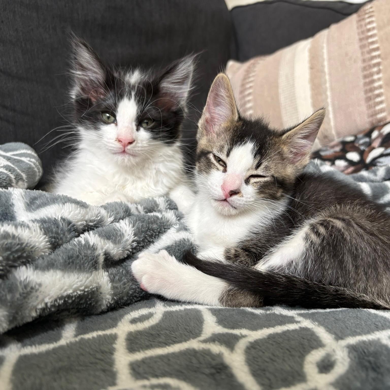 Humboldt Fog, a Adoptable Domestic Medium Hair in San Francisco, CA image 4/5
