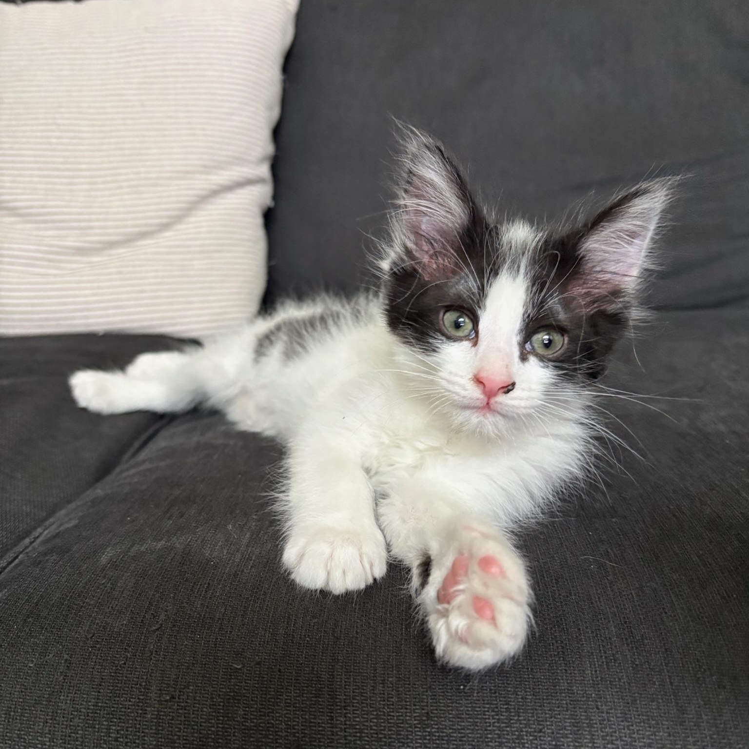 Humboldt Fog, Adoptable, Kitten Male Domestic Medium Hair.