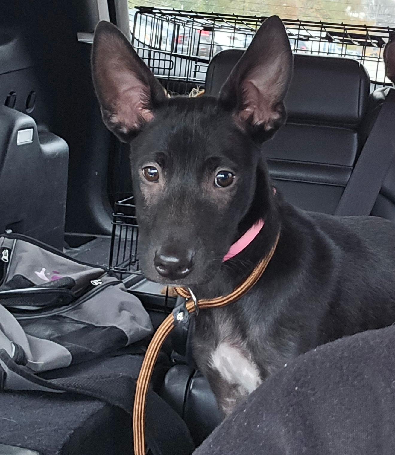 Aries, Adoptable, Puppy Male Terrier & Rat Terrier.