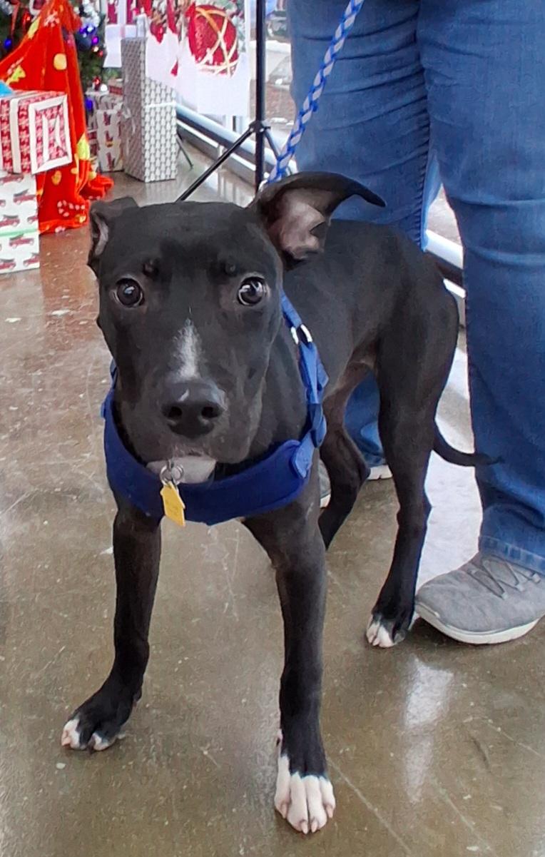 Enlarge Aries, a Adoptable mixed breed in Elmhurst, IL image 5/6