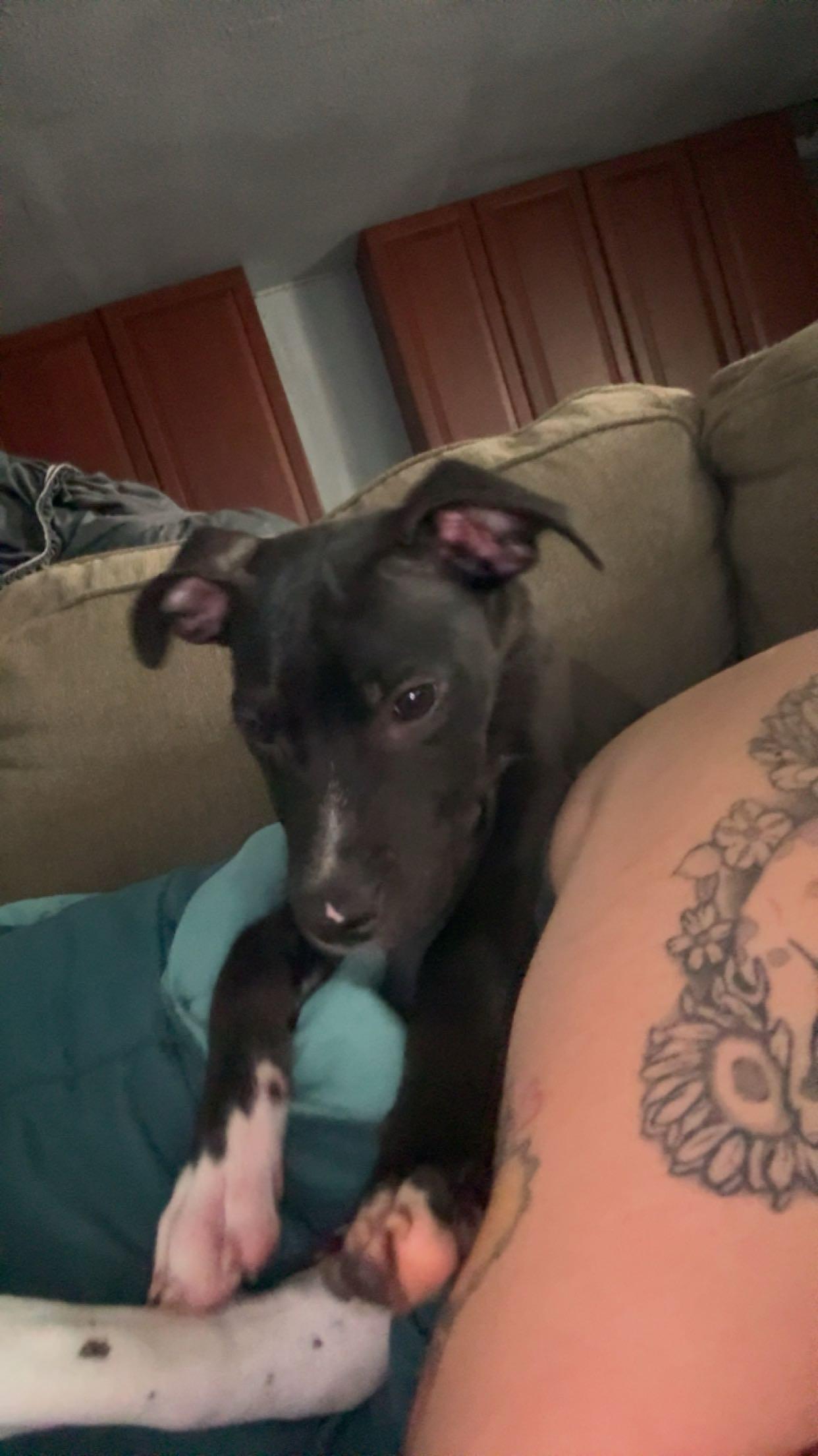 Enlarge Aries, a Adoptable mixed breed in Elmhurst, IL image 6/6