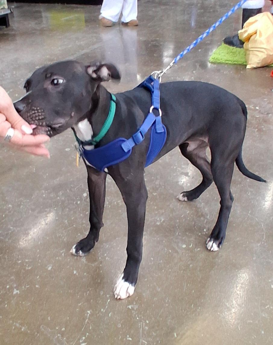 Enlarge Aries, a Adoptable mixed breed in Elmhurst, IL image 4/6