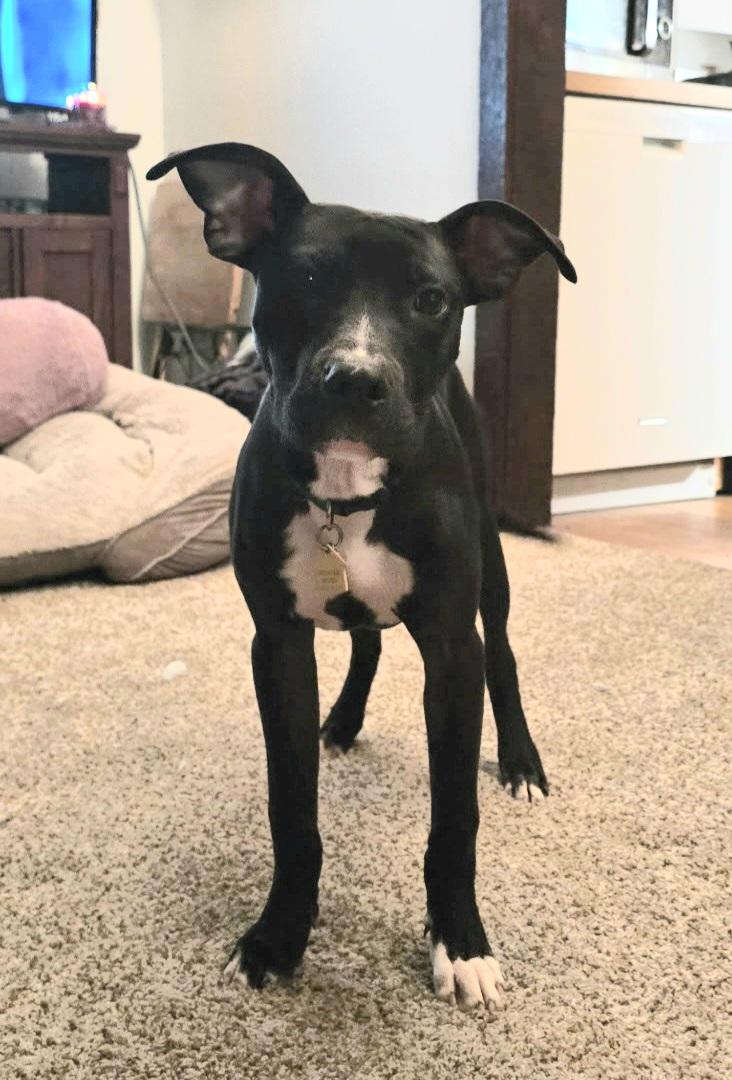 Aries, adoptable, Young Male Terrier & Rat Terrier.