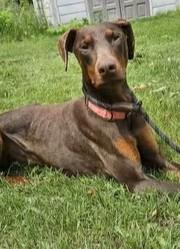 Enlarge Rex, a ADOPTABLE Doberman Pinscher in Waupaca, WI image 1/1