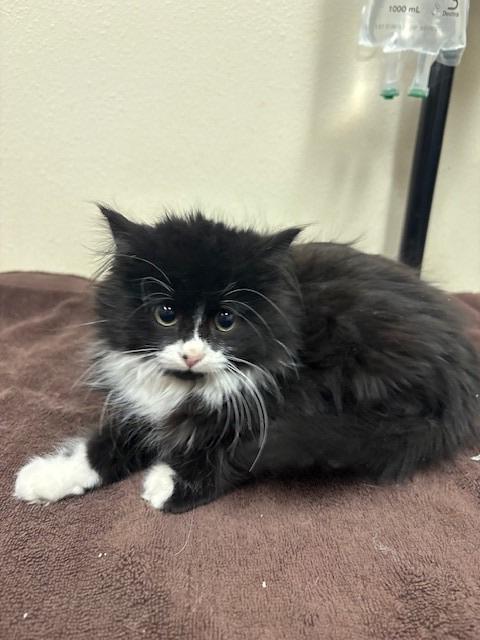 Enlarge Rosemary FKA Oriana, a Adopted mixed breed in Ladysmith, WI image 1/1