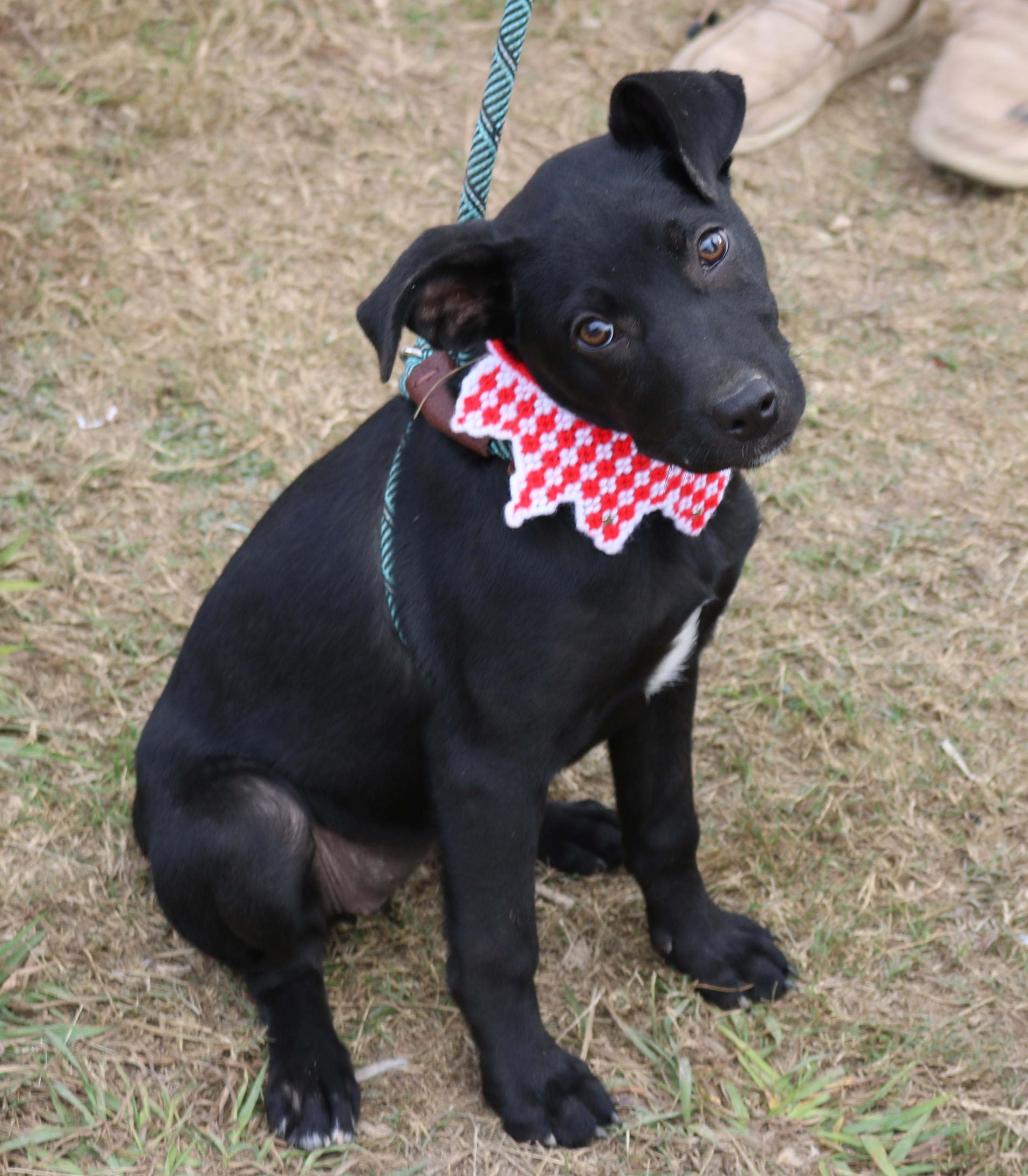 Enlarge Feathers, an adopted mixed breed in Bandera, TX image 2/5