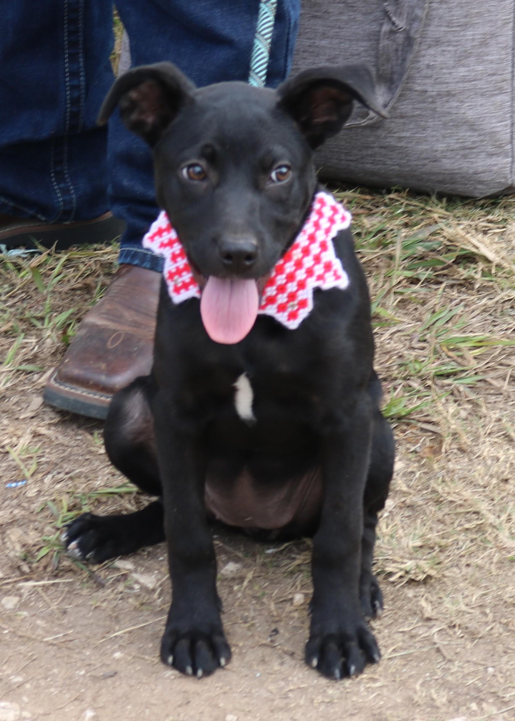 Enlarge Feathers, an adopted mixed breed in Bandera, TX image 3/5