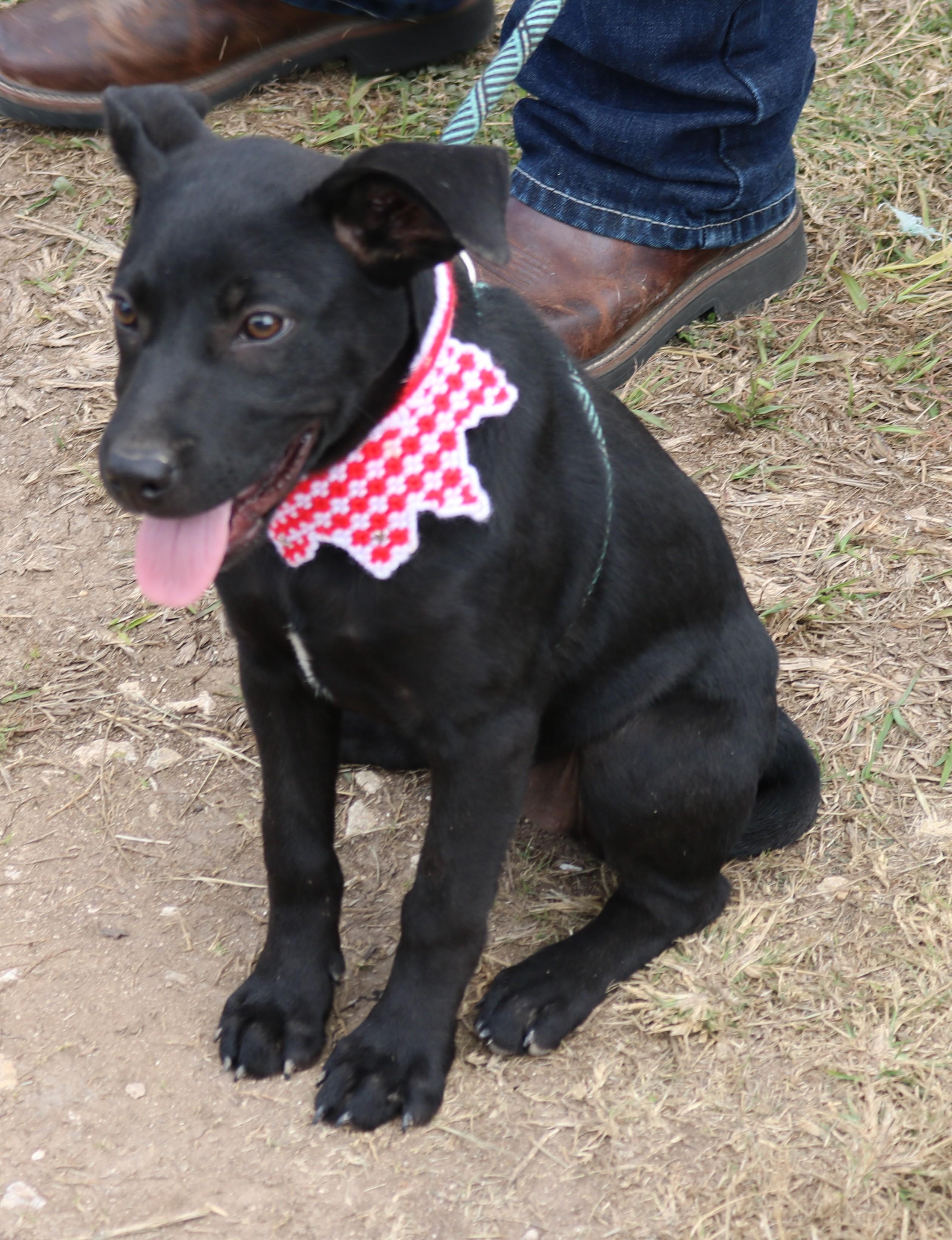 Enlarge Feathers, an adopted mixed breed in Bandera, TX image 5/5