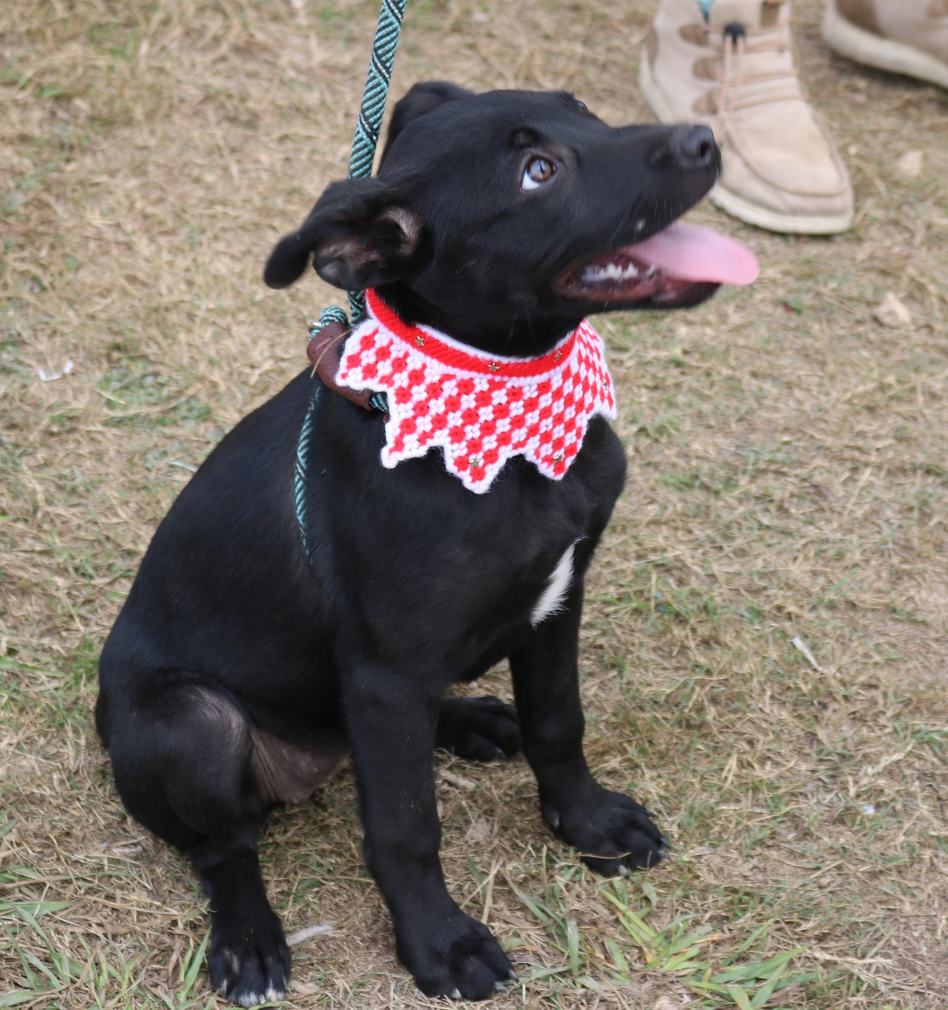 Enlarge Feathers, an adopted mixed breed in Bandera, TX image 4/5