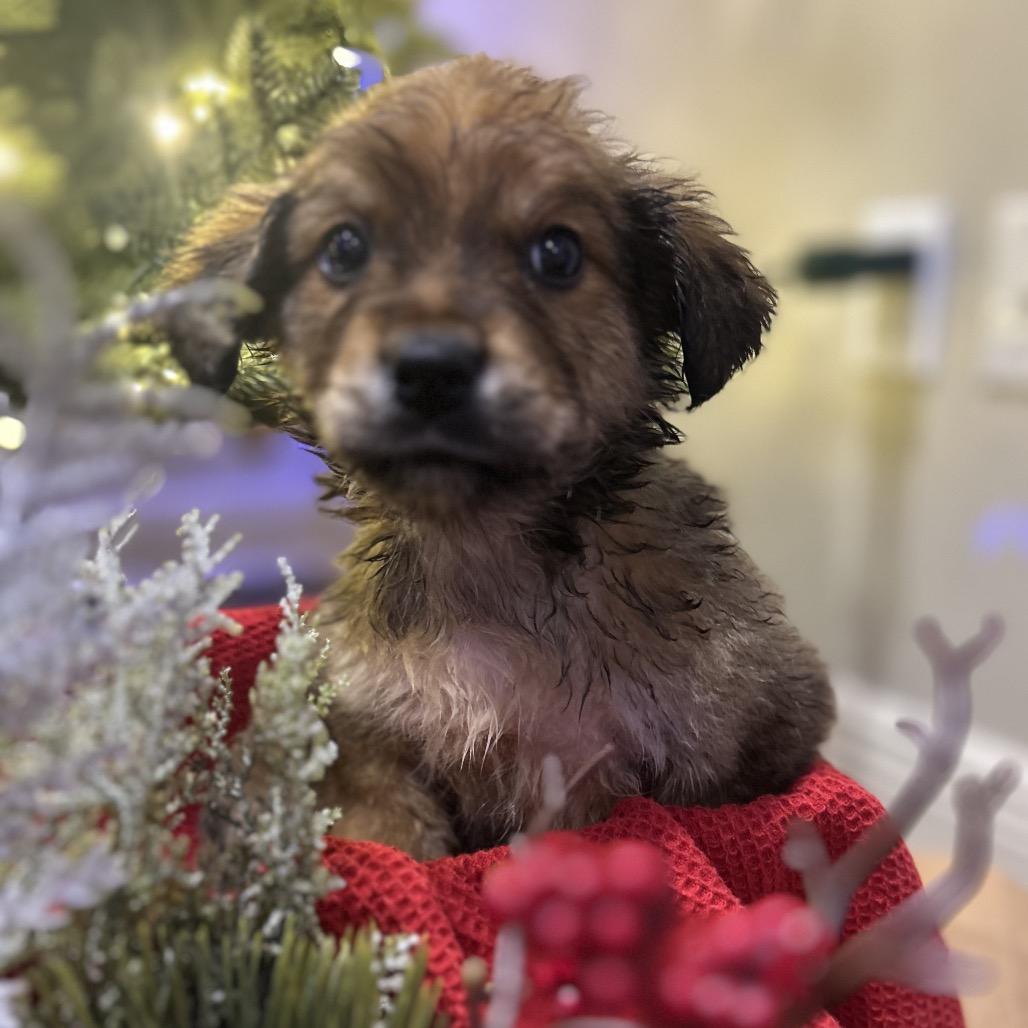 Schwartz, Adoptable, Puppy Male Australian Shepherd & Cattle Dog.