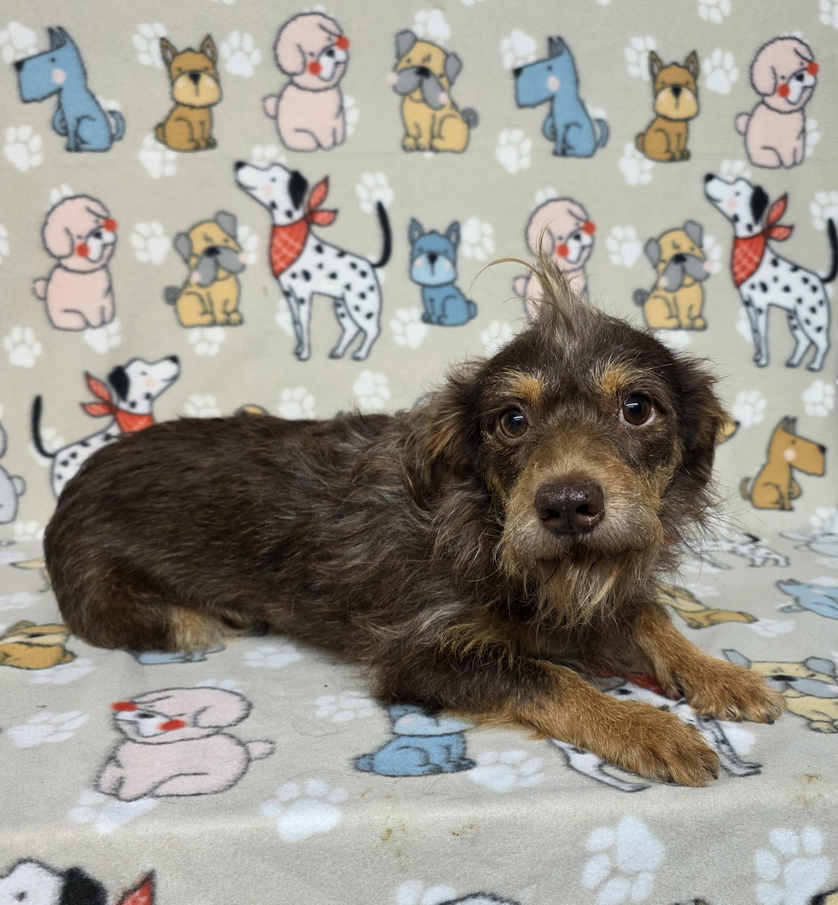 Jagger - PENDING, ADOPTABLE, Adult Male Dachshund & Terrier.