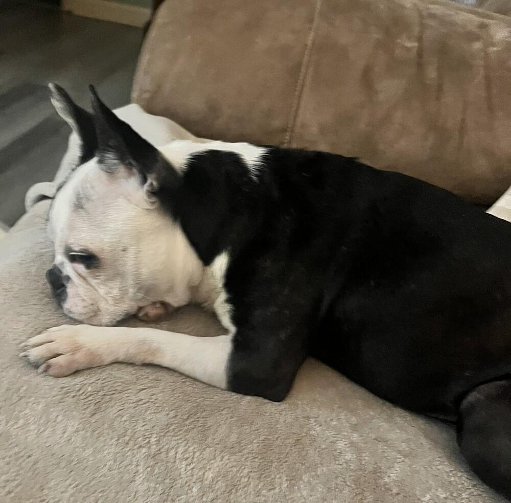 Enlarge Jillie Jan- 4391 Memphis, TN, a Adoptable mixed breed in Maryville, TN image 1/6