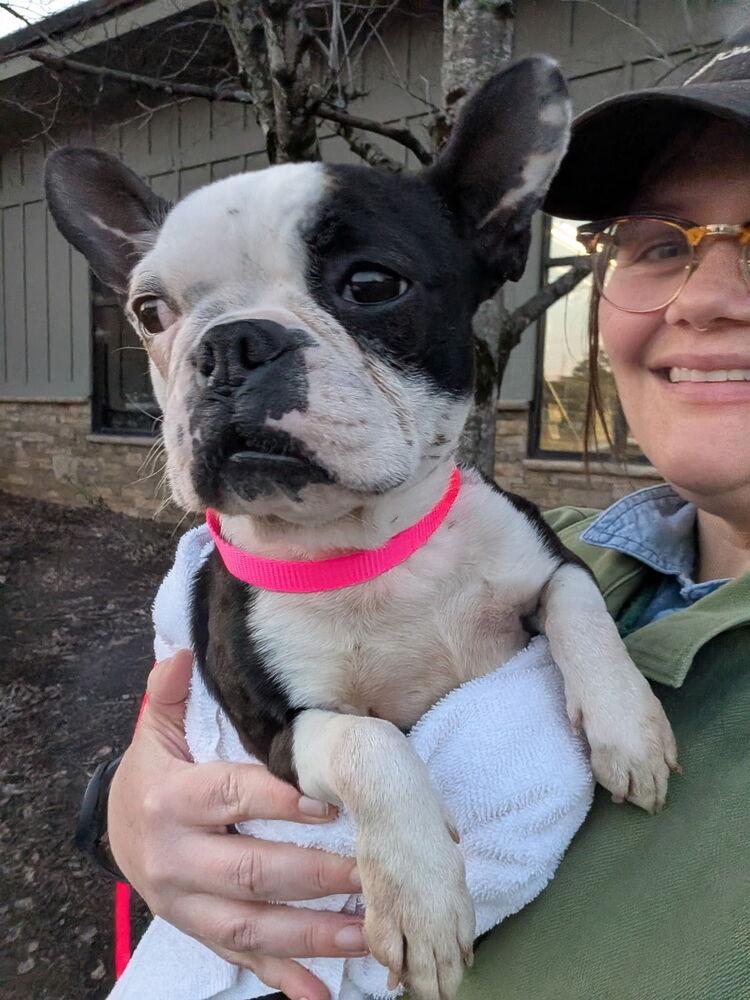 Enlarge Jillie Jan- 4391 Memphis, TN, a Adoptable mixed breed in Maryville, TN image 2/6