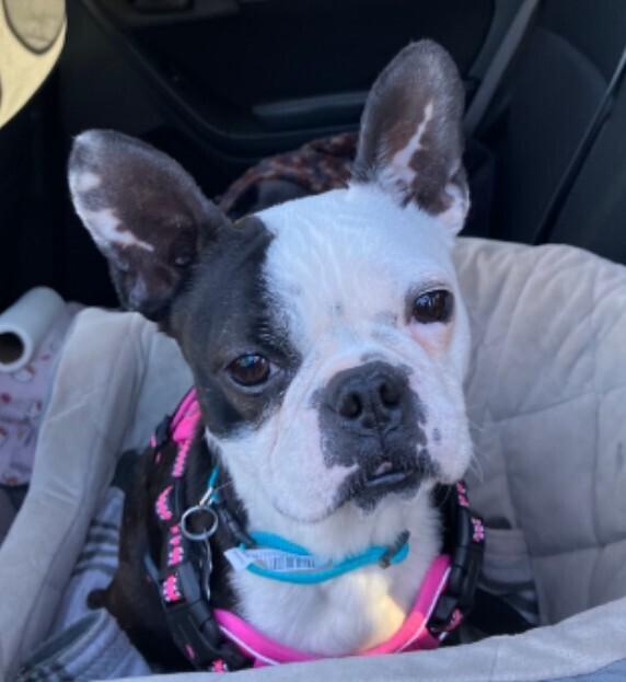 Jillie Jan  Memphis thumbnail 3