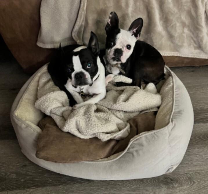 Enlarge Jillie Jan- 4391 Memphis, TN, a Adoptable mixed breed in Maryville, TN image 4/6