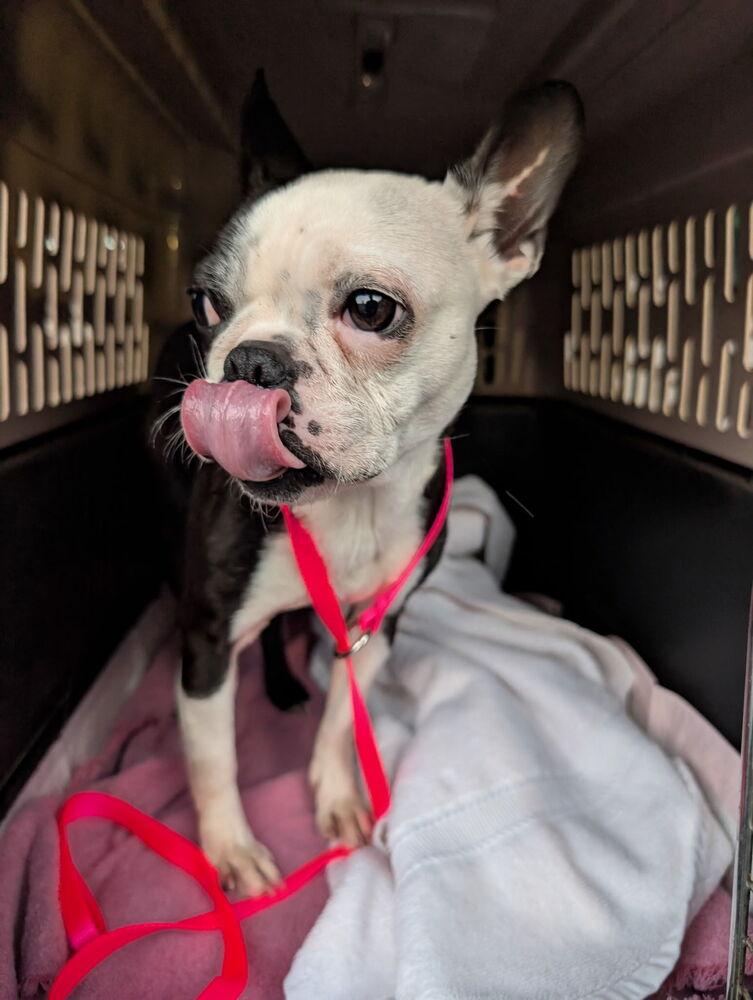 Enlarge Jillie Jan- 4391 Memphis, TN, a Adoptable mixed breed in Maryville, TN image 6/6