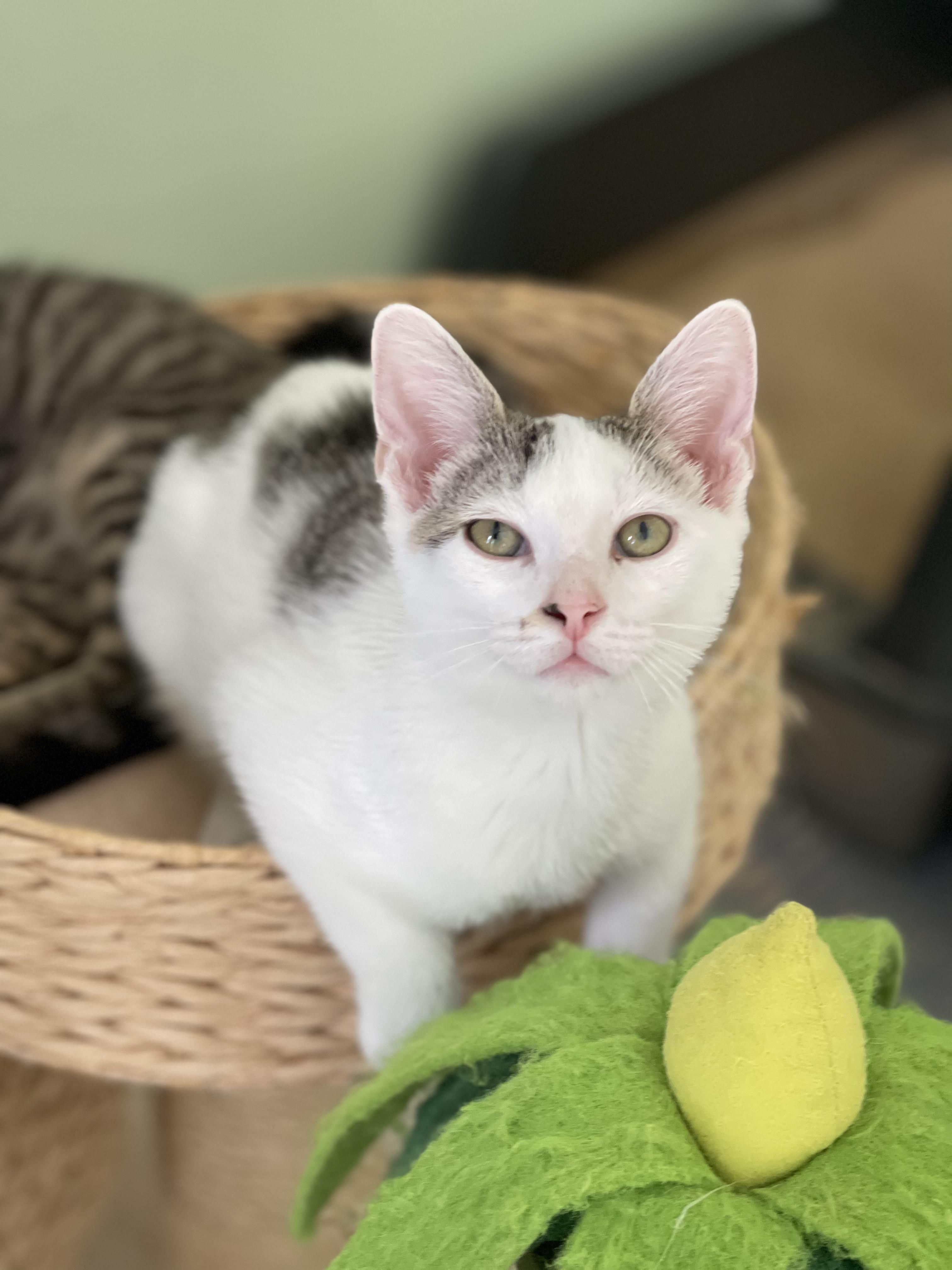 Charmaine, adopted, Kitten Female Domestic Short Hair.