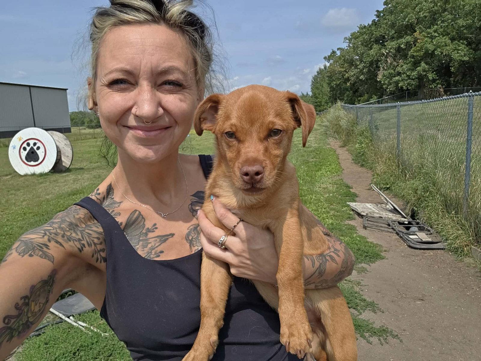 Arlo, Adoptable, Puppy Male Dachshund.