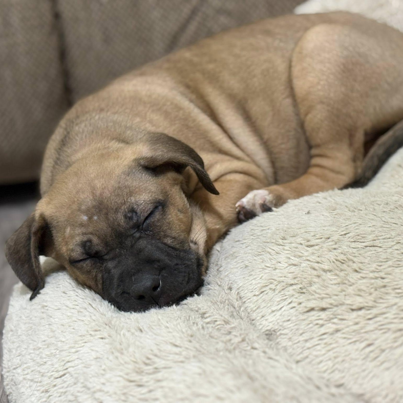 Enlarge Gingerbread (Ginger), an adopted mixed breed in Shinnston, WV image 3/3