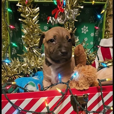 Enlarge Gingerbread (Ginger), an adopted mixed breed in Shinnston, WV image 2/3