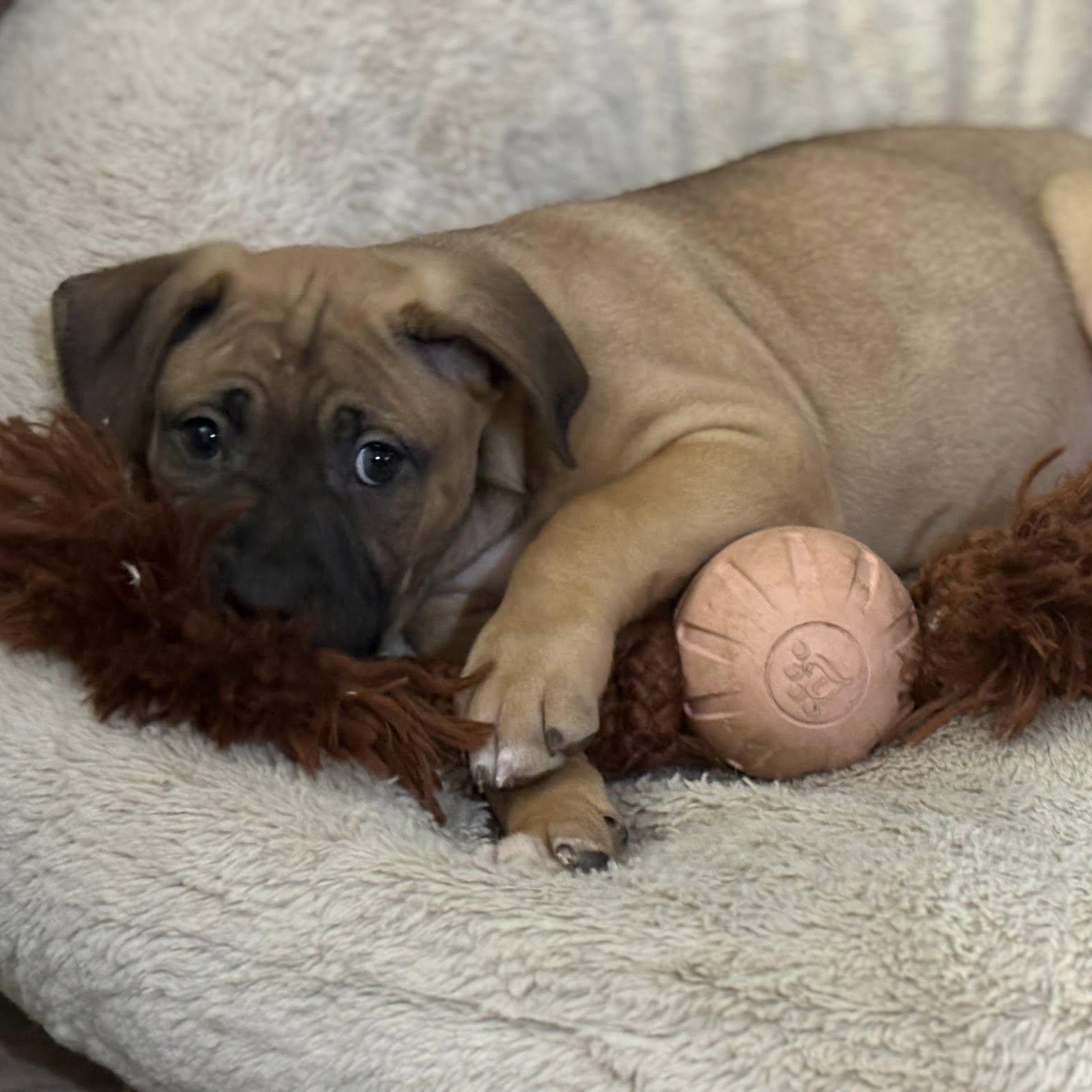 Enlarge Gingerbread (Ginger), an adopted mixed breed in Shinnston, WV image 1/3