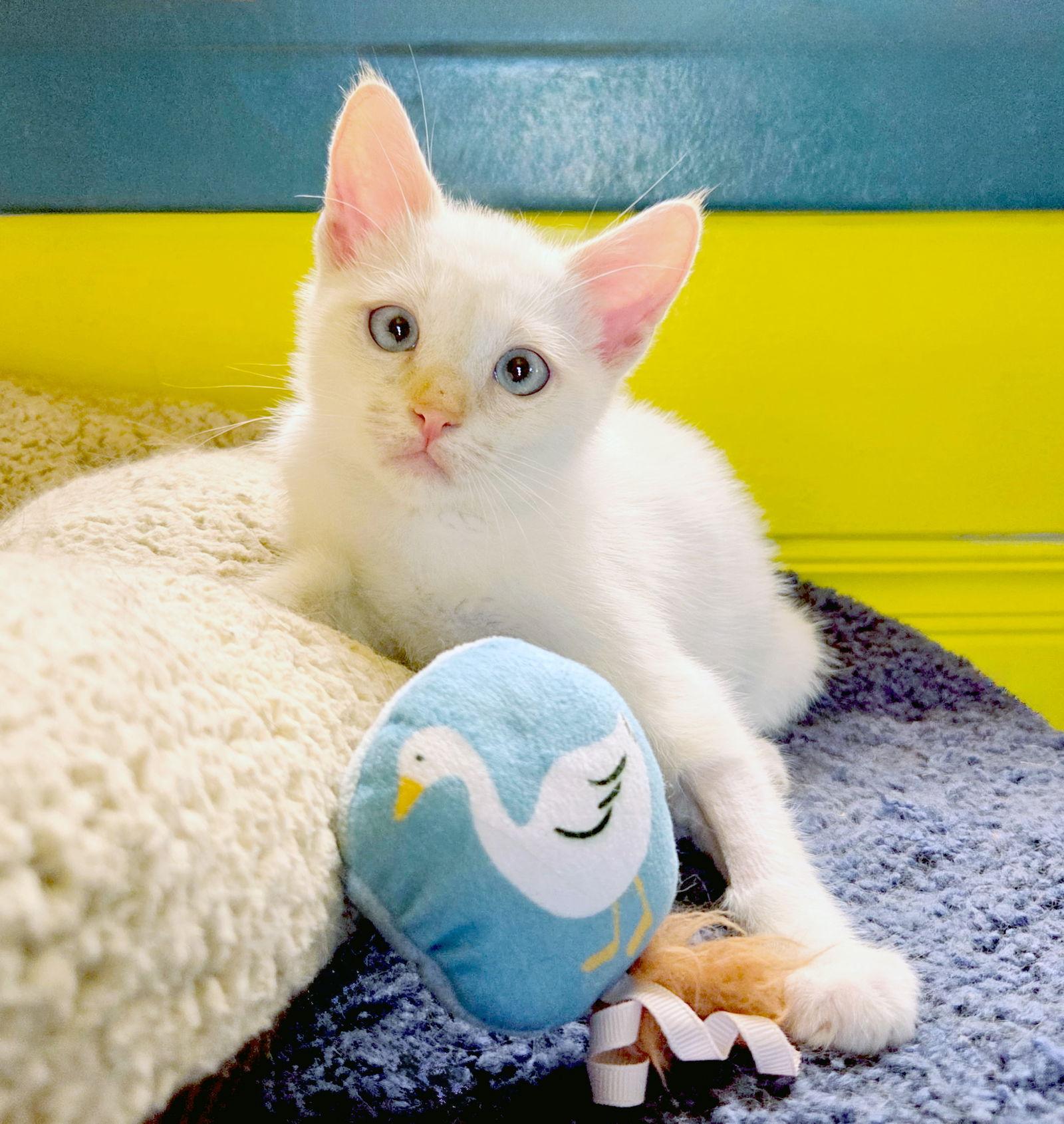 Dobby, Adopted, Kitten Male Siamese & Tabby.