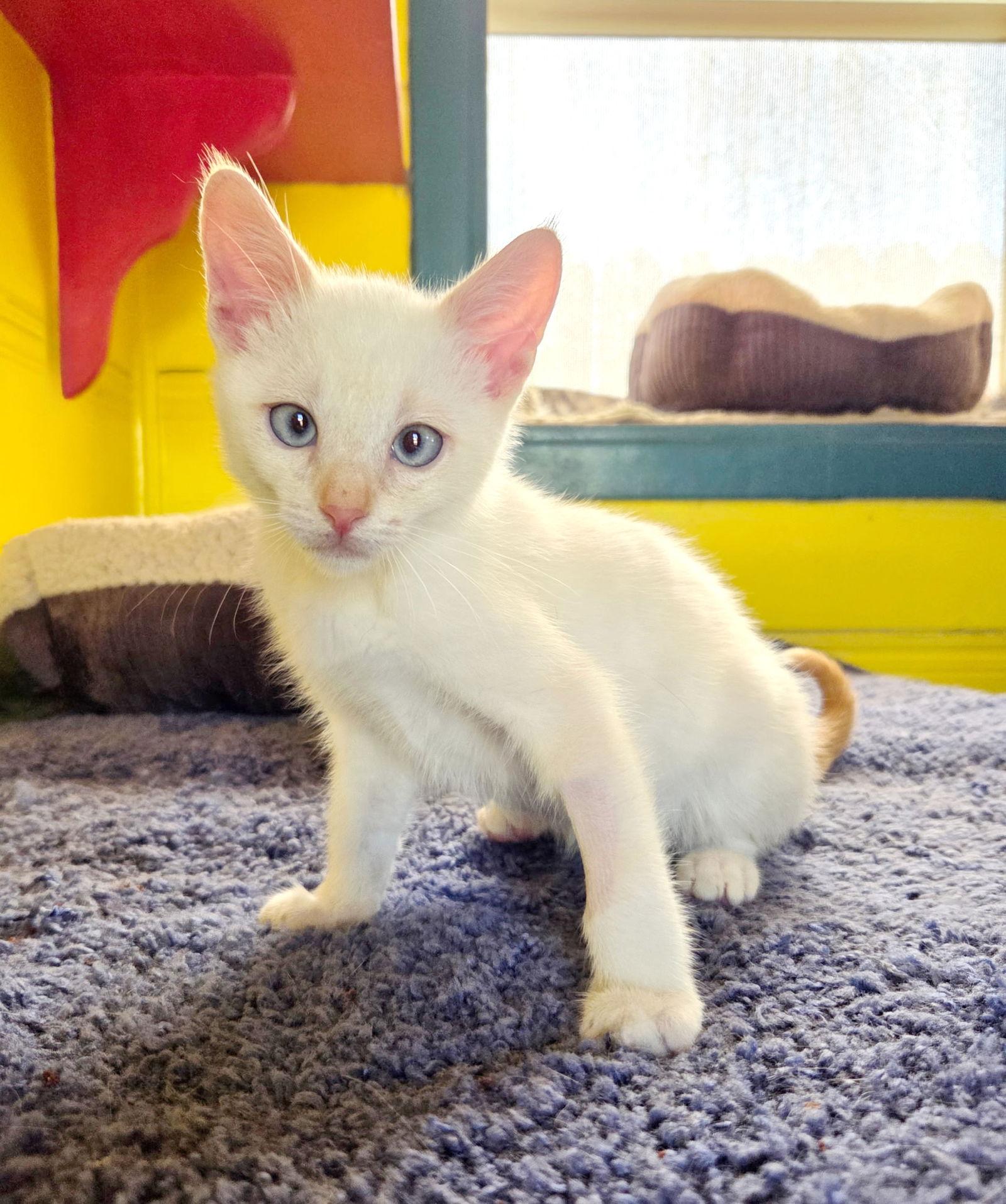 Enlarge Dobby, a Adopted mixed breed in Alameda, CA image 2/3