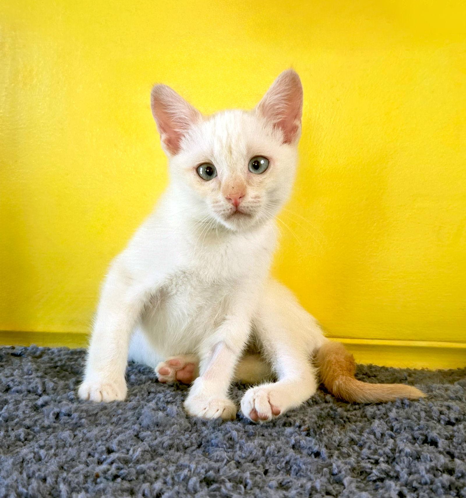 Enlarge Dobby, a Adopted mixed breed in Alameda, CA image 3/3