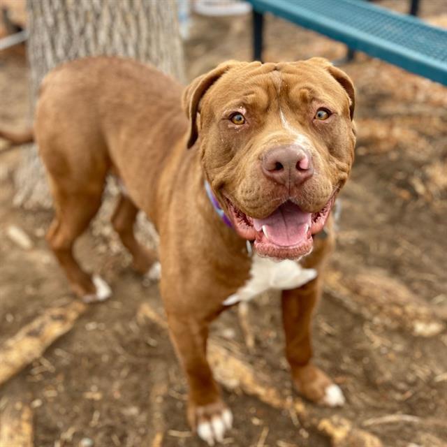 HERSHEY, Adoptable, Young Male American Bulldog.