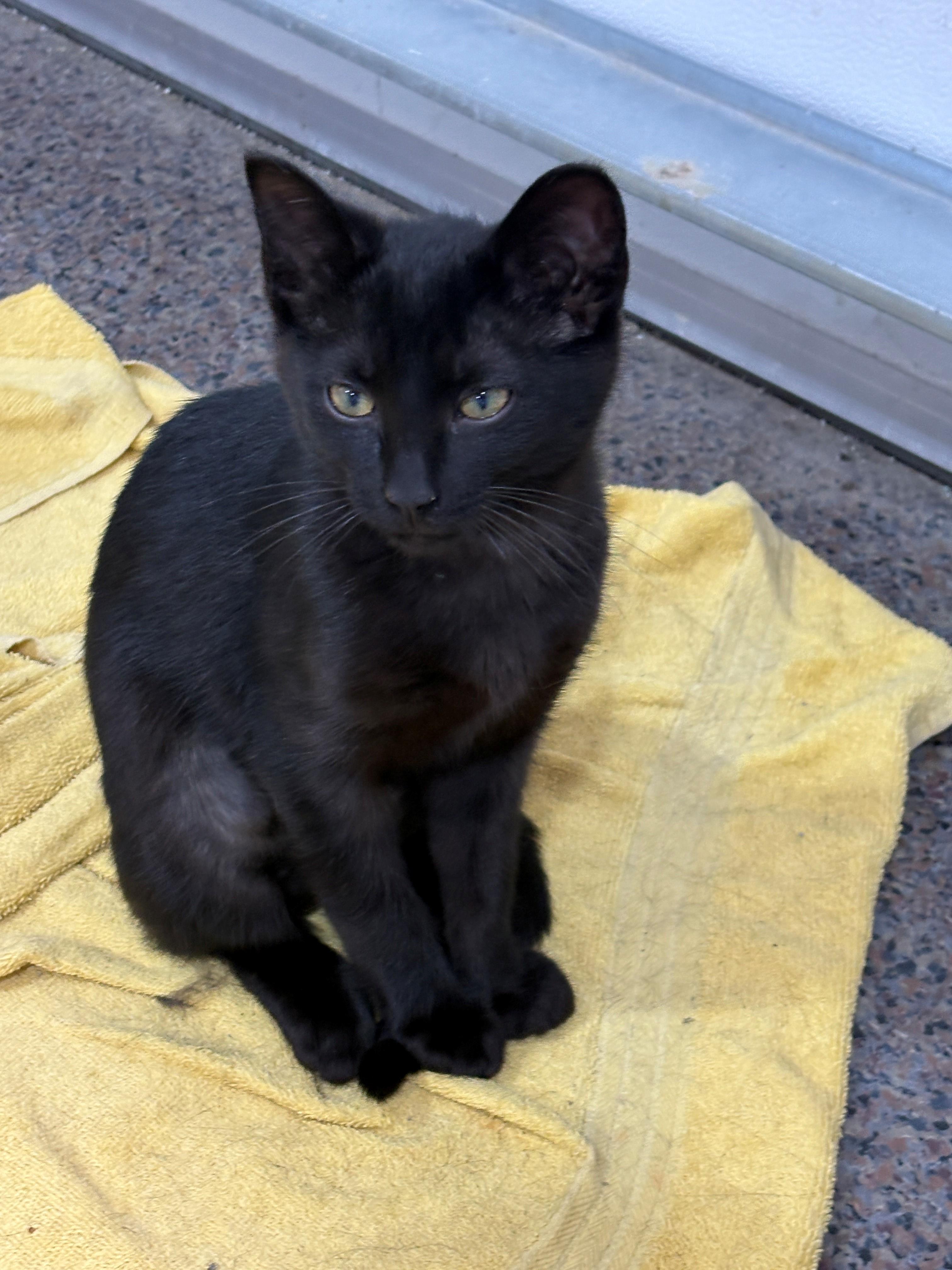 Enlarge Courtesy post for 2 kittens named Sensei and Echo, a ADOPTABLE mixed breed in Fremont, MI image 3/4