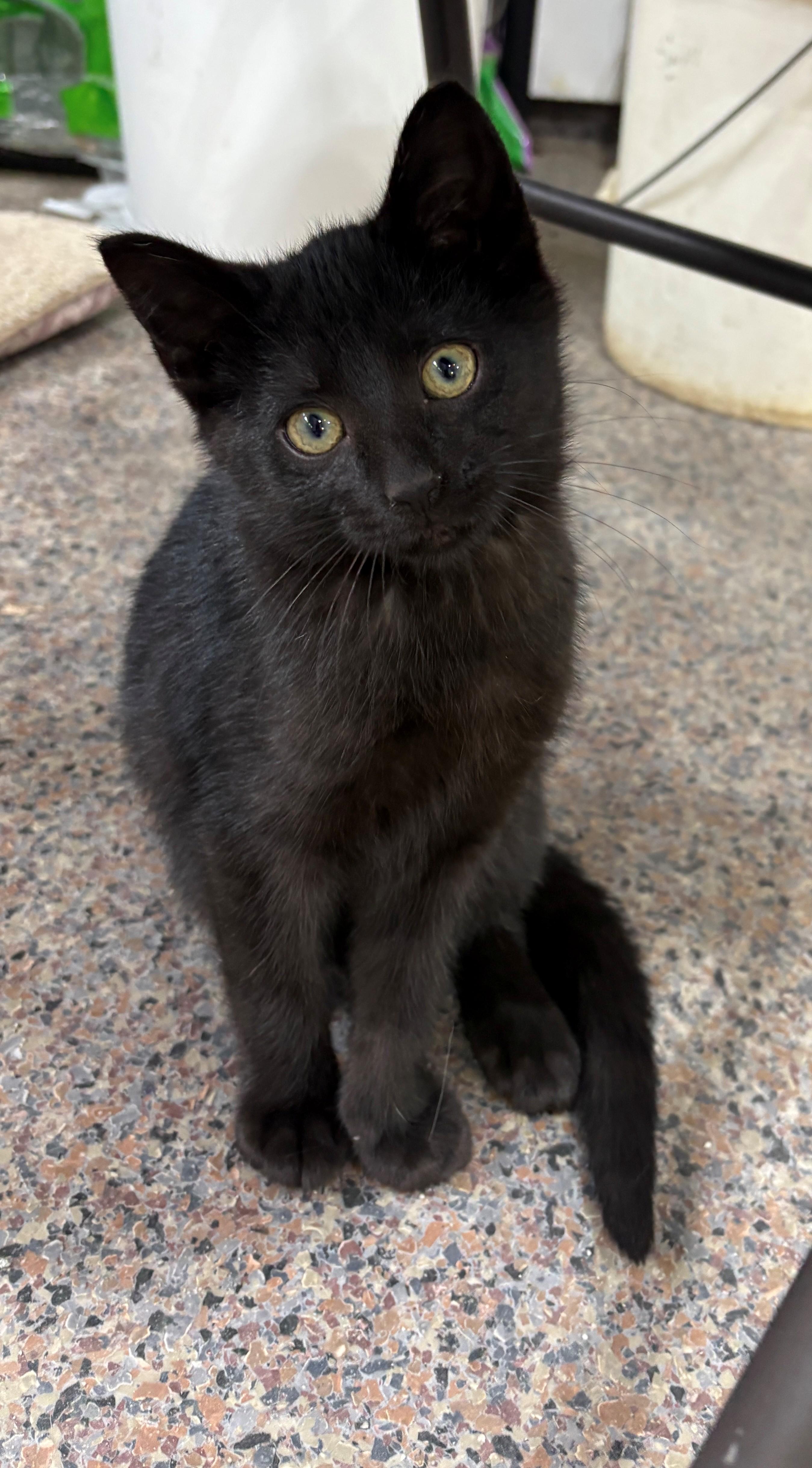 Enlarge Courtesy post for 2 kittens named Sensei and Echo, a ADOPTABLE mixed breed in Fremont, MI image 4/4