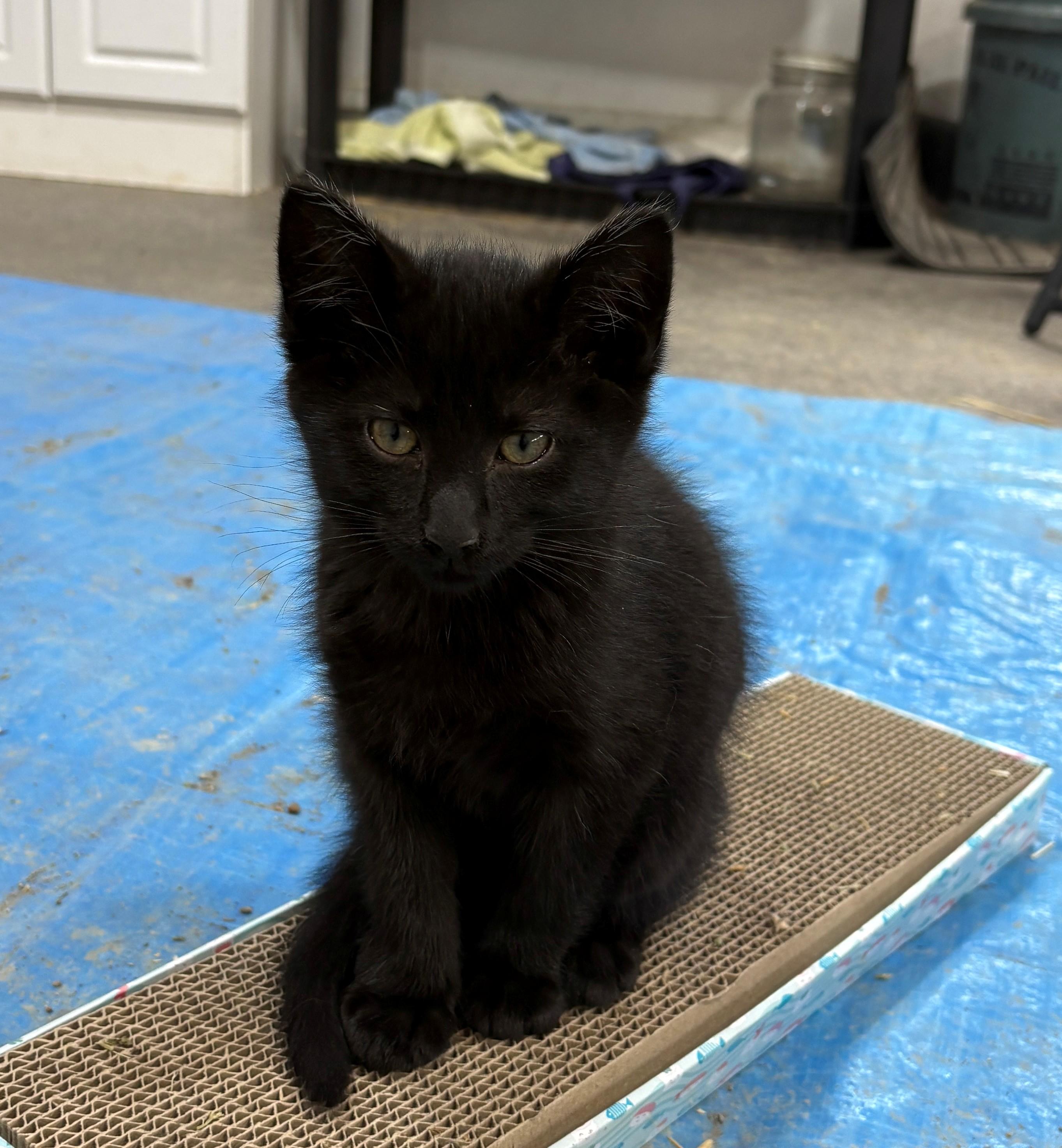 Courtesy post for 2 kittens named Sensei and Echo, ADOPTABLE, Kitten Male Domestic Short Hair.
