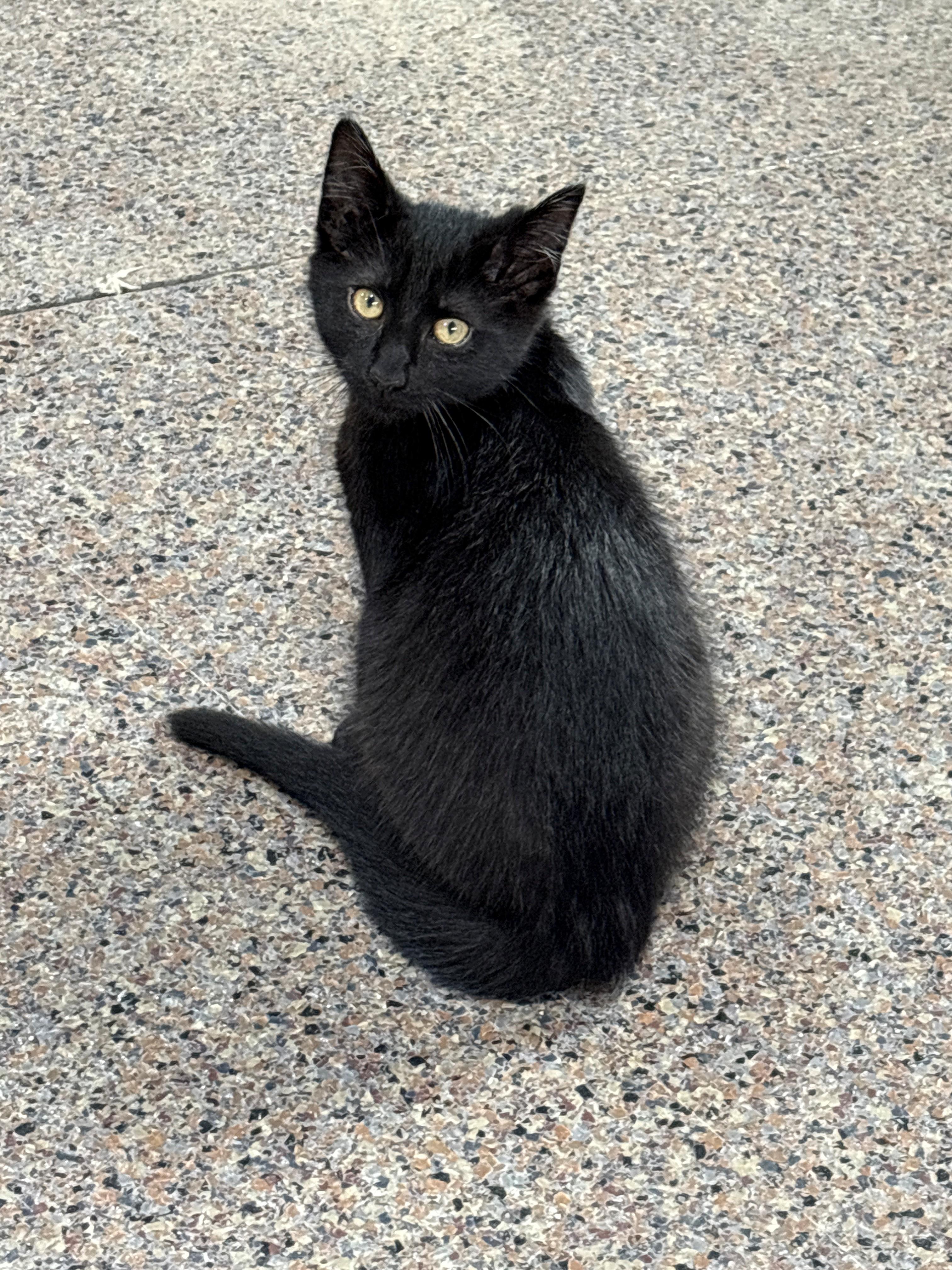 Enlarge Courtesy post for 2 kittens named Sensei and Echo, a ADOPTABLE mixed breed in Fremont, MI image 2/4
