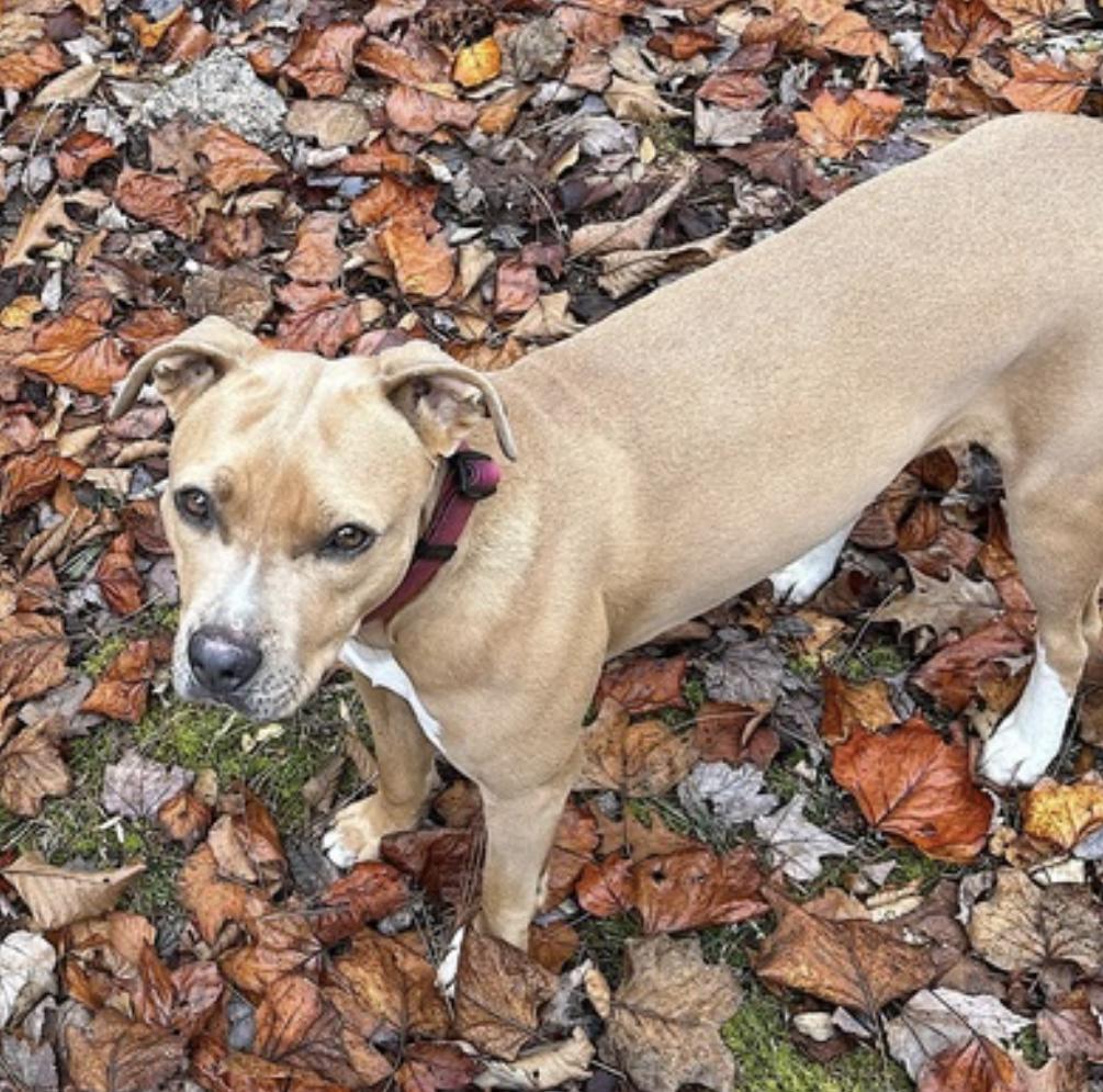 Maisie, a Adoptable mixed breed in Charleston, SC image 3/6