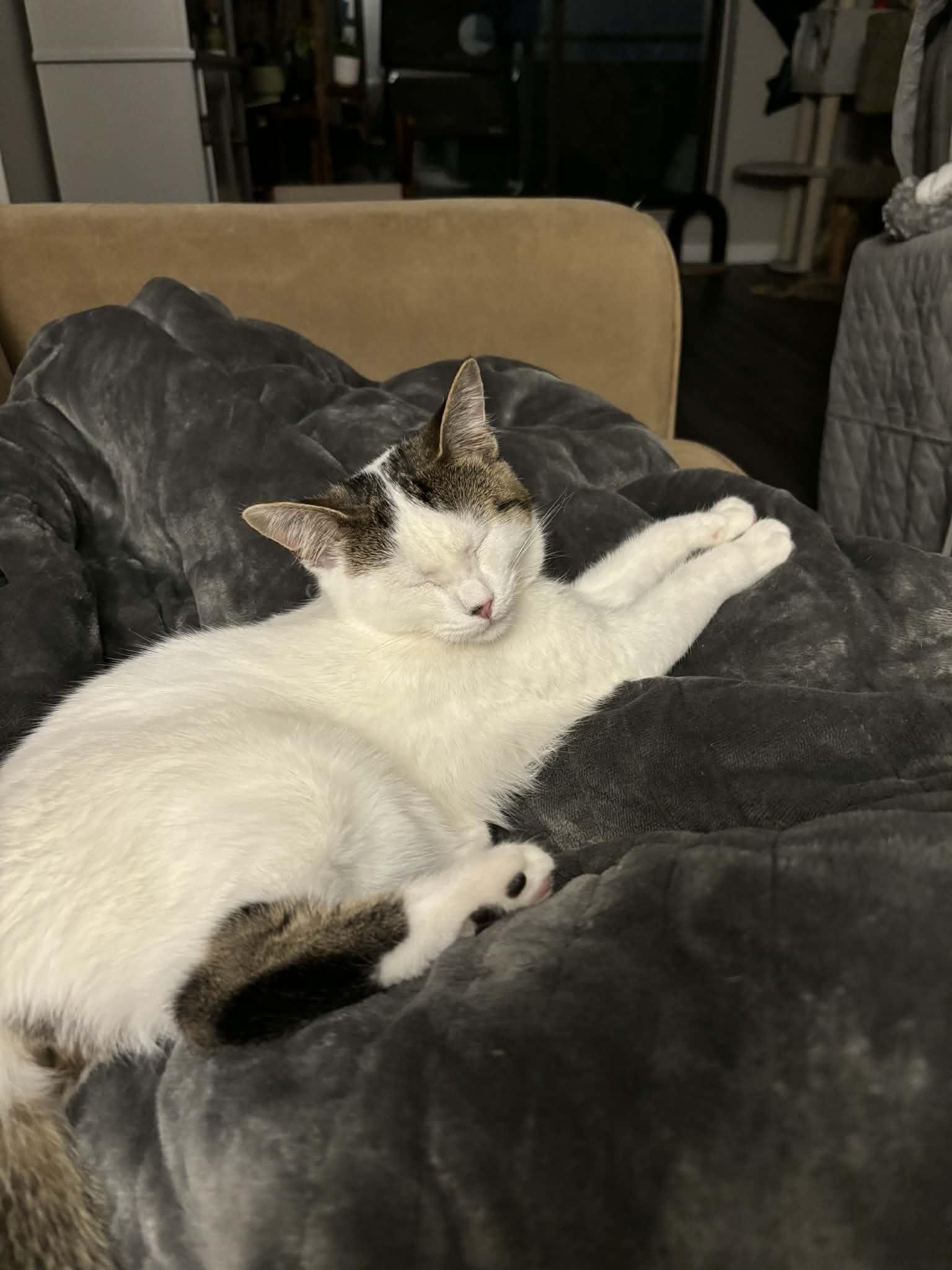 Enlarge SPRINKLE, a Adoptable Domestic Short Hair in Tillsonburg, ON image 2/6