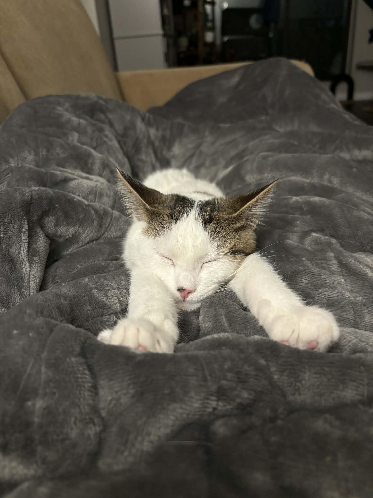 SPRINKLE, adopted, Kitten Female Domestic Short Hair.