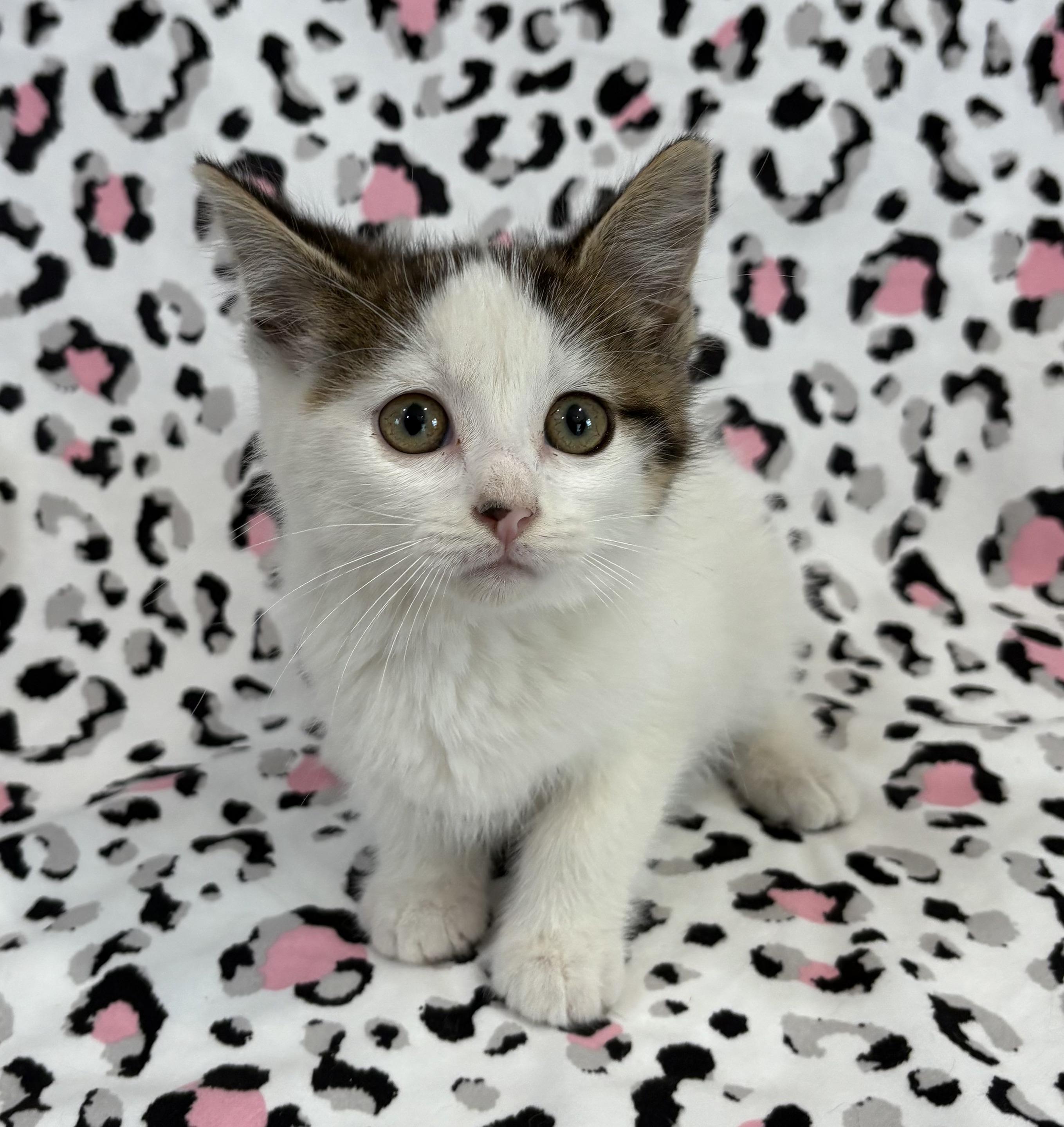 Enlarge SPRINKLE, a Adoptable Domestic Short Hair in Tillsonburg, ON image 5/6