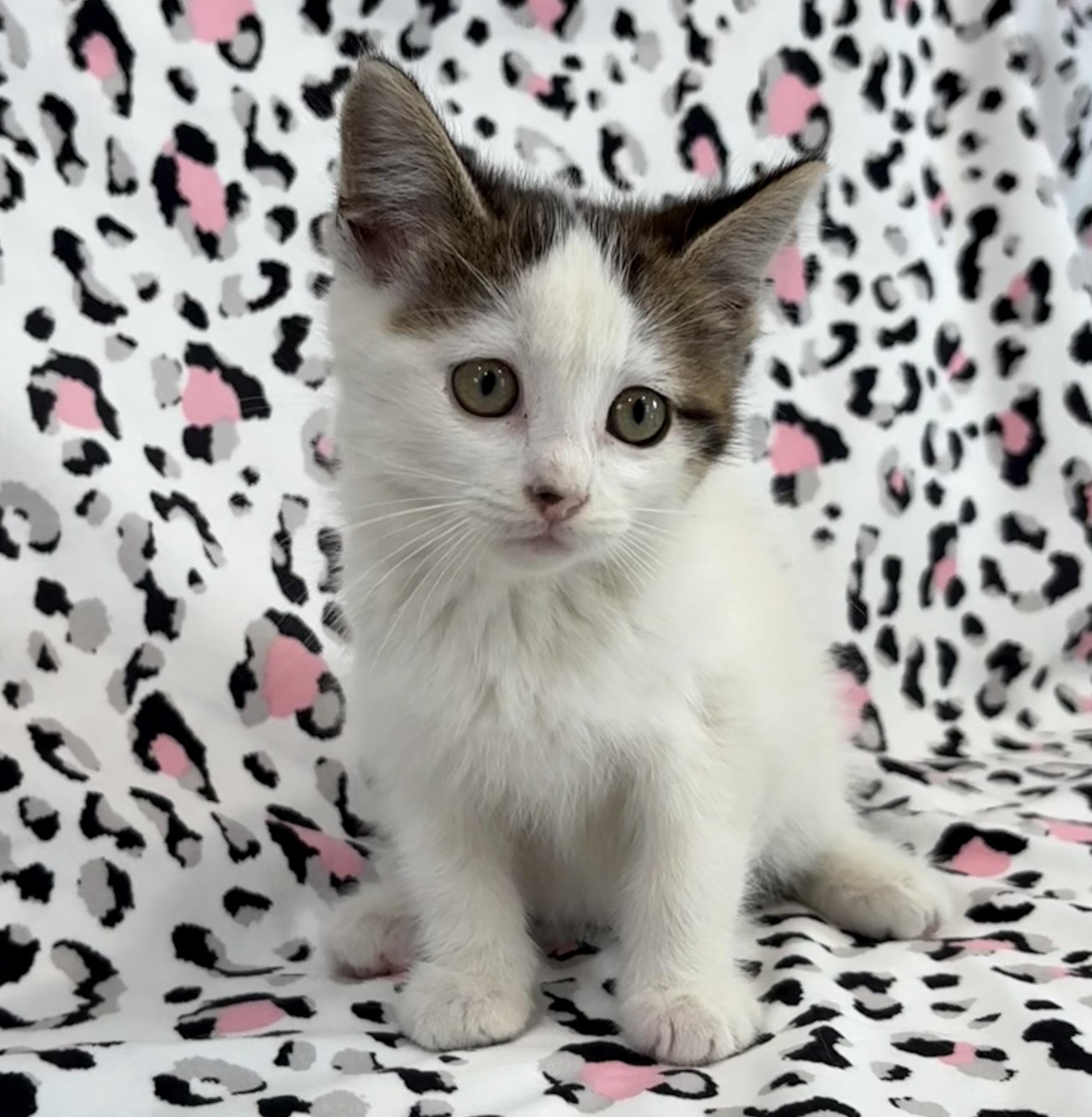 Enlarge SPRINKLE, a Adoptable Domestic Short Hair in Tillsonburg, ON image 6/6