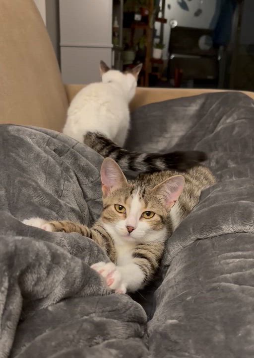 Enlarge SPRINKLE, a Adoptable Domestic Short Hair in Tillsonburg, ON video 3/6